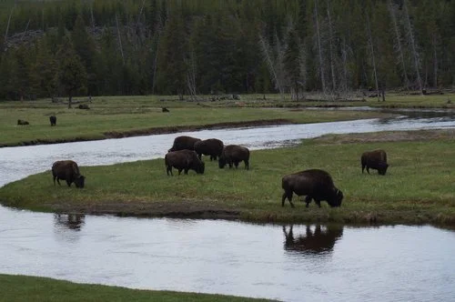 Yellowstone National Park