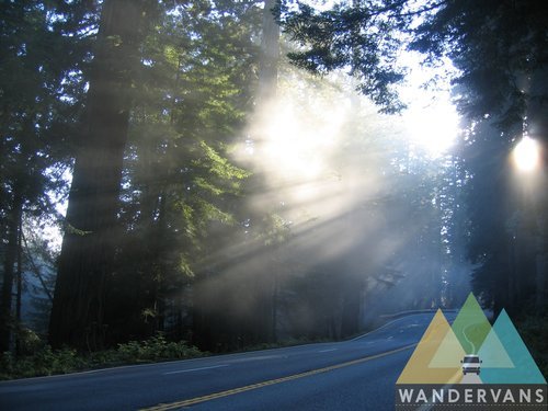 Redwoods and the Oregon Coast