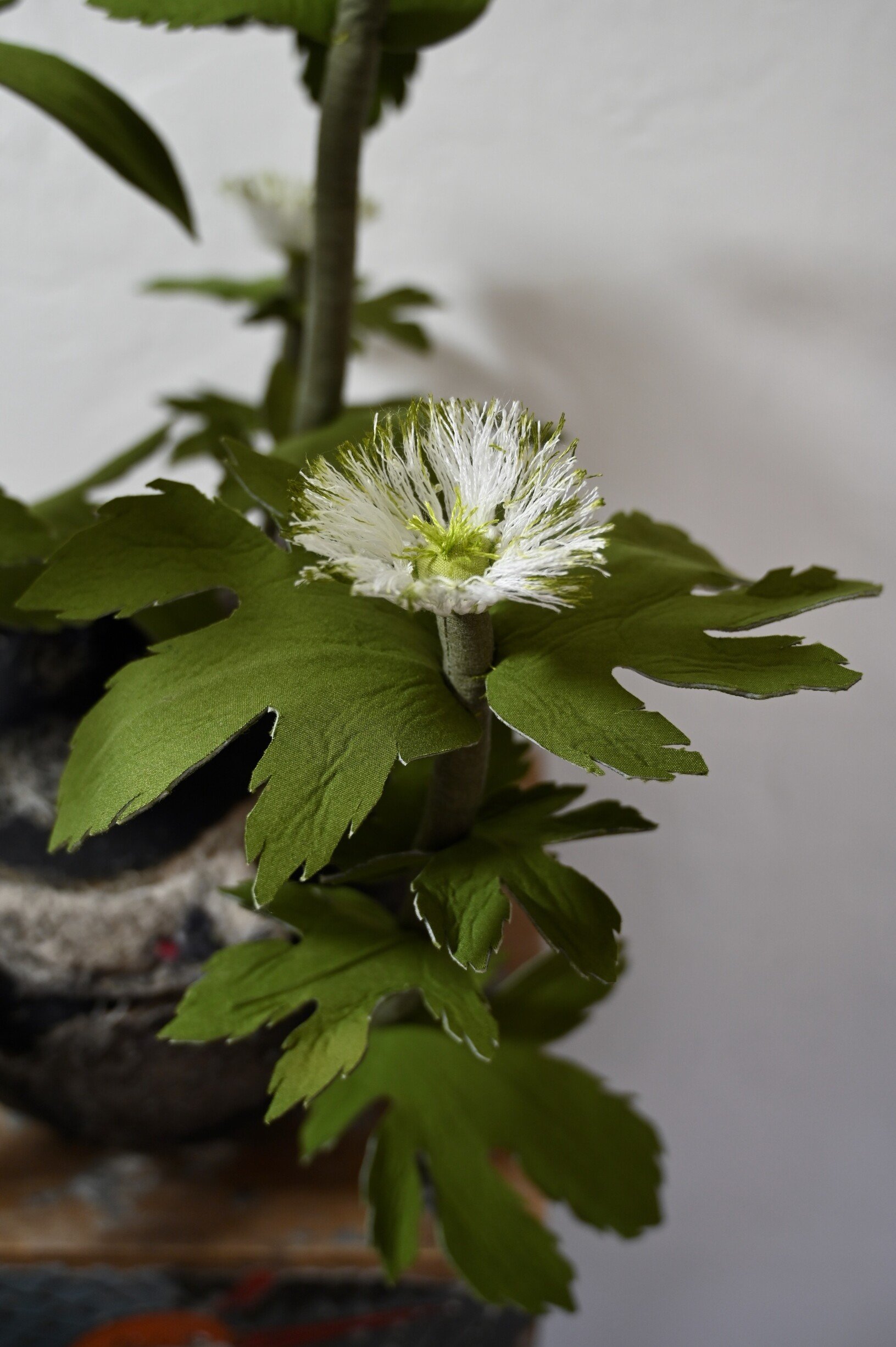 2. Goldenseal_Alissa Alfonso.jpeg