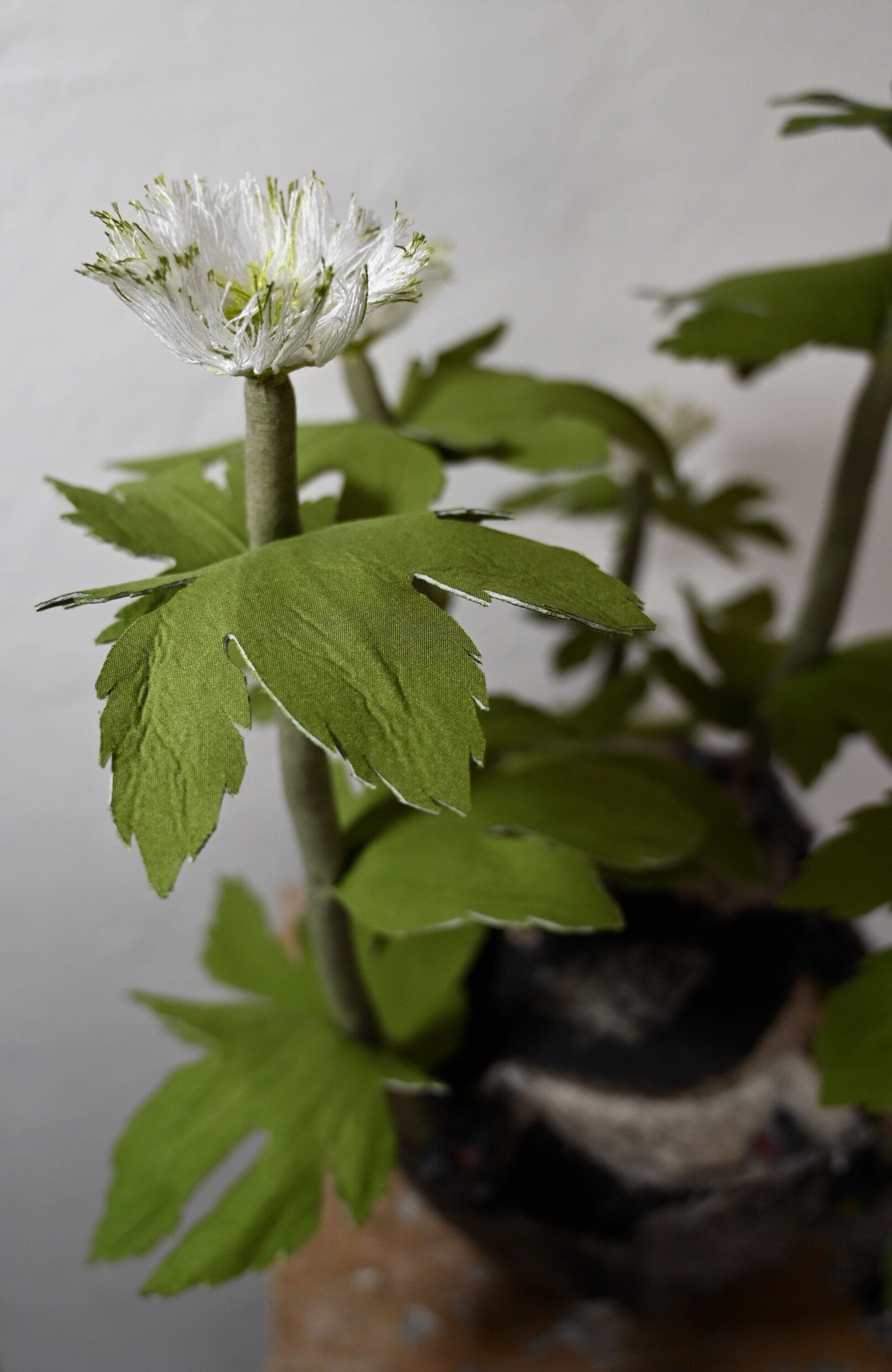 3. Goldenseal_Alissa Alfonso.jpeg