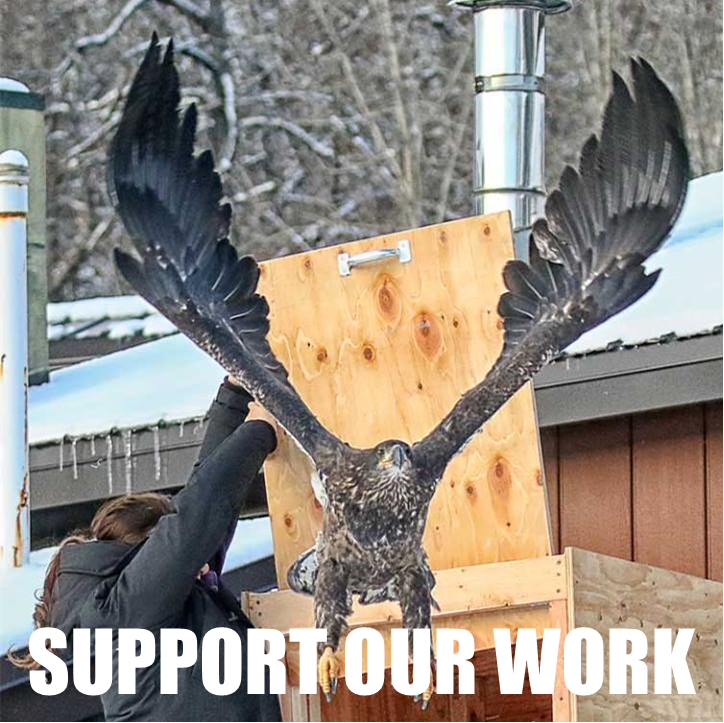 American Bald Eagle Foundation