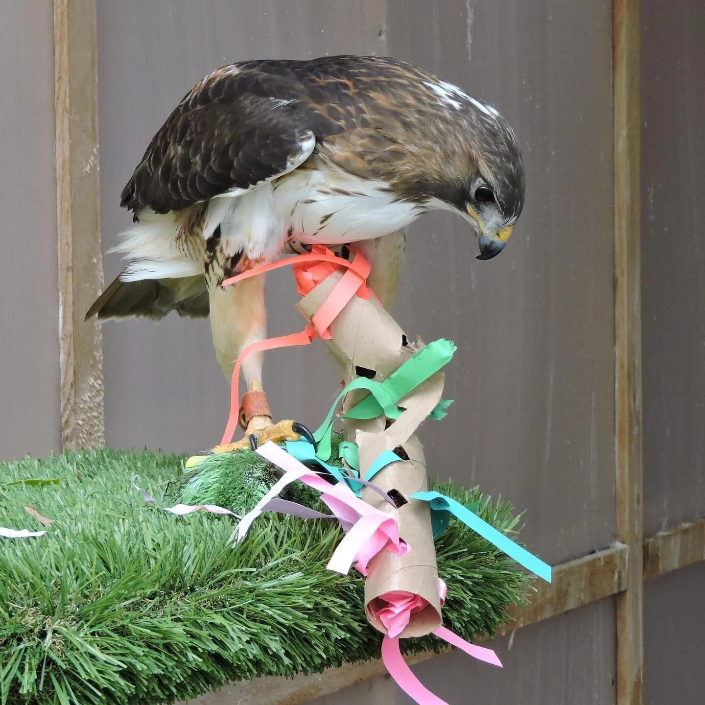 American Bald Eagle Foundation
