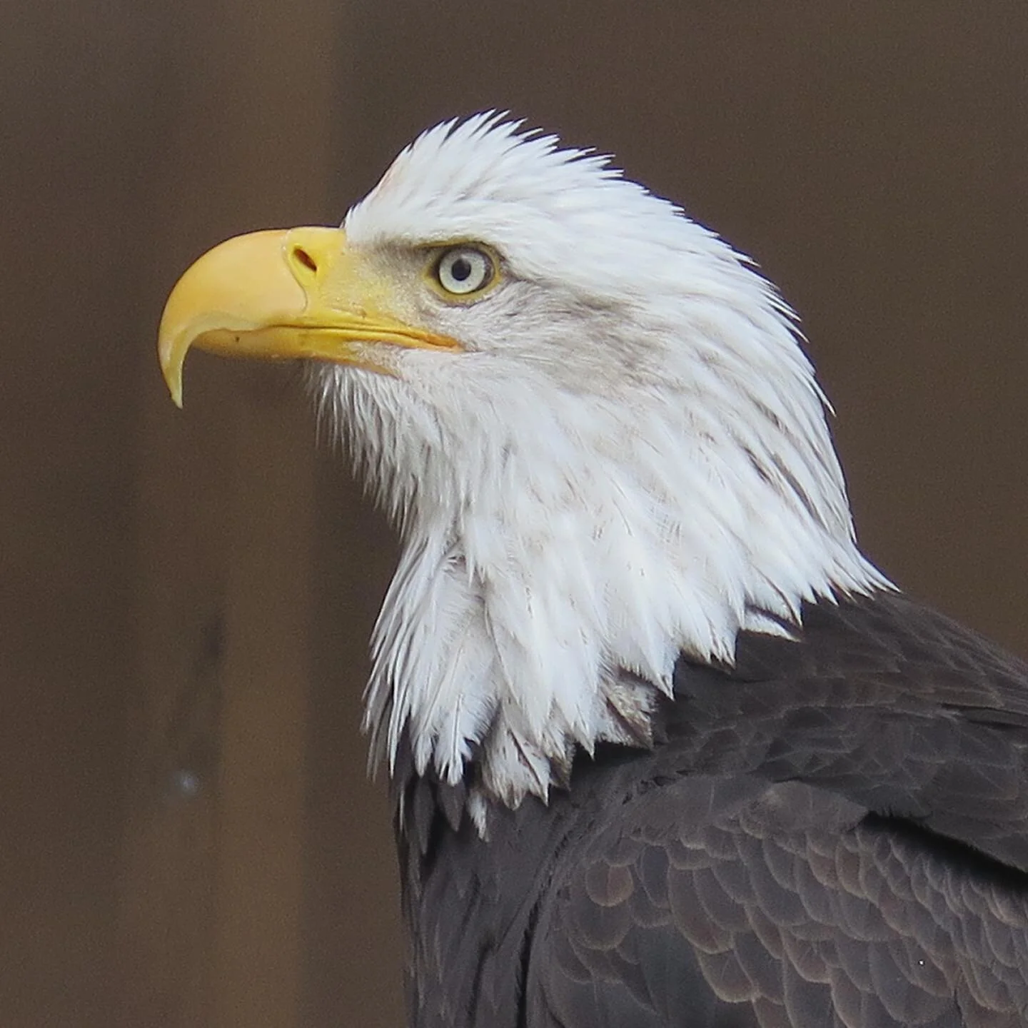 American Bald Eagle Foundation