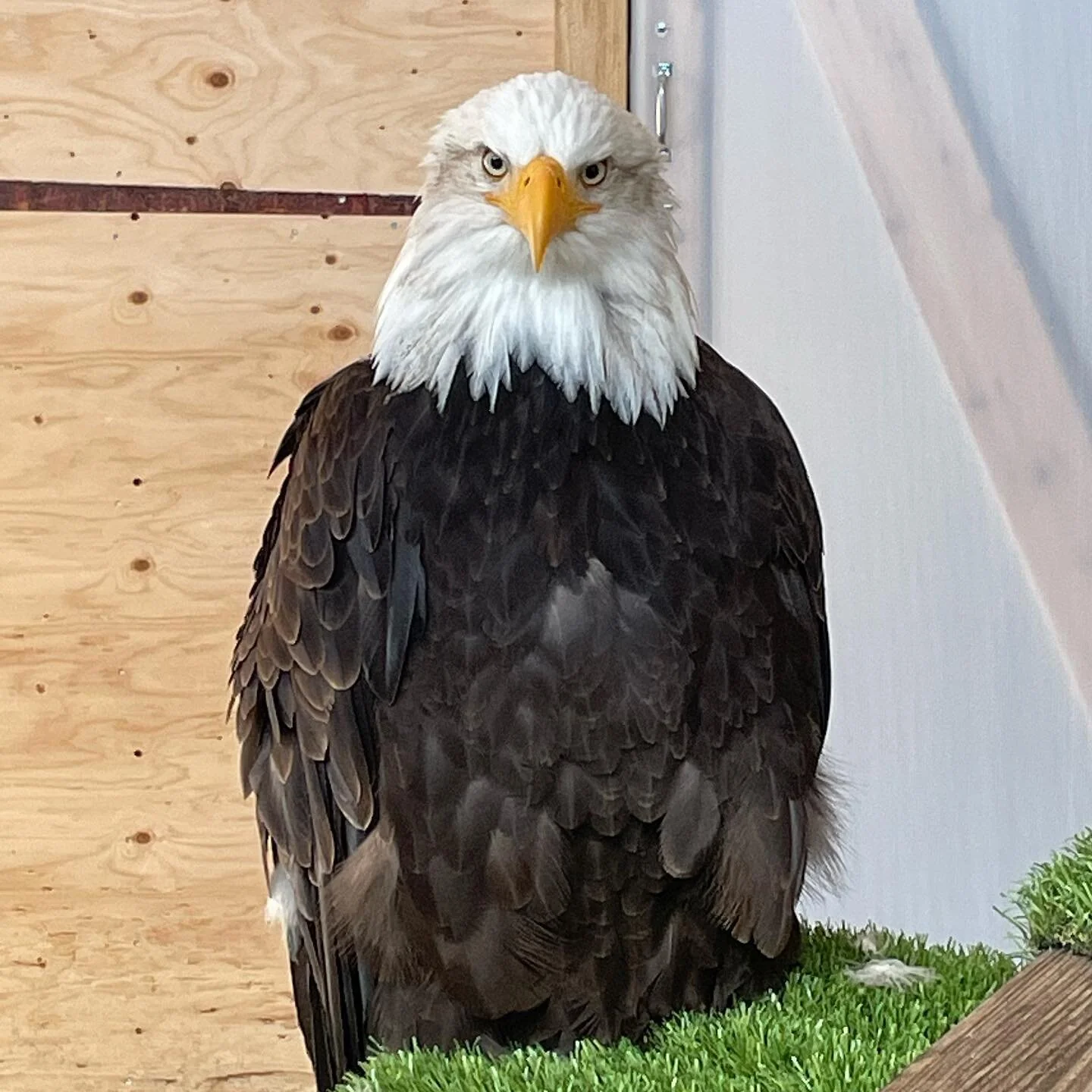 American Bald Eagle Foundation