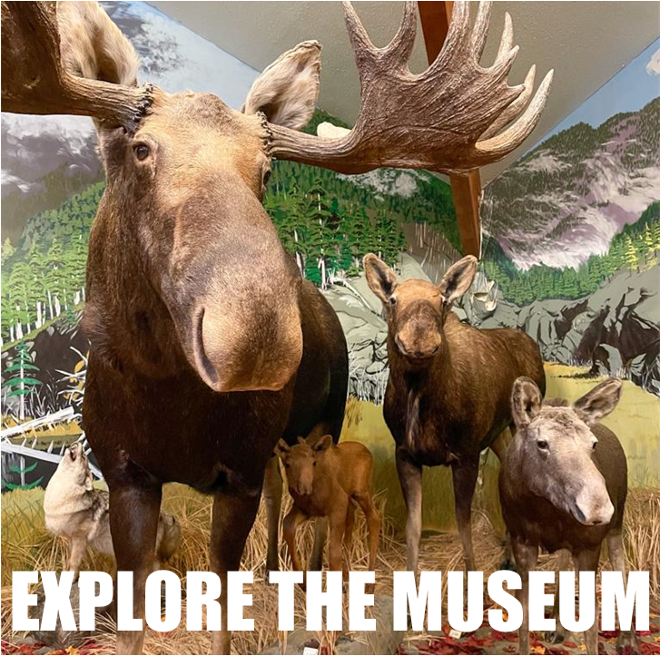 American Bald Eagle Foundation