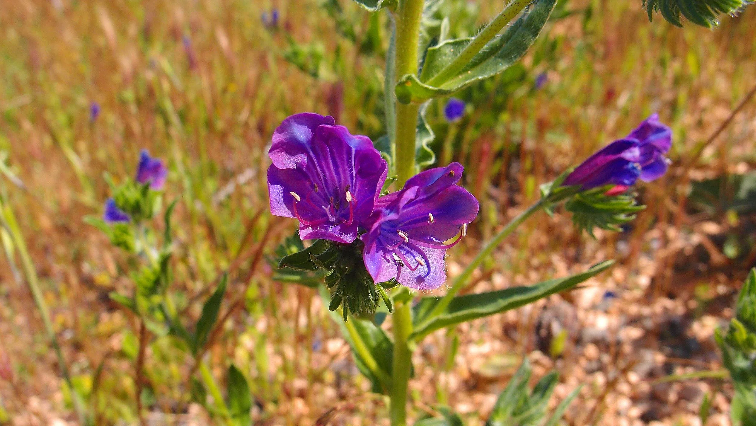 237_Echium+plantagineum_flowers_Millewa+Road.jpg