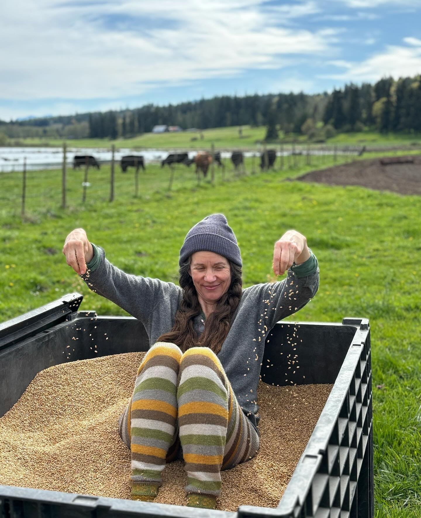 Came out to the field to check in on husband as he starts planting &mdash; quality control, you know&mdash; and got a whimsical impulse to jump into the grain bin. 

This wheat is called &ldquo;Auslag,&rdquo; and is a cross of the &Ouml;land and Edis