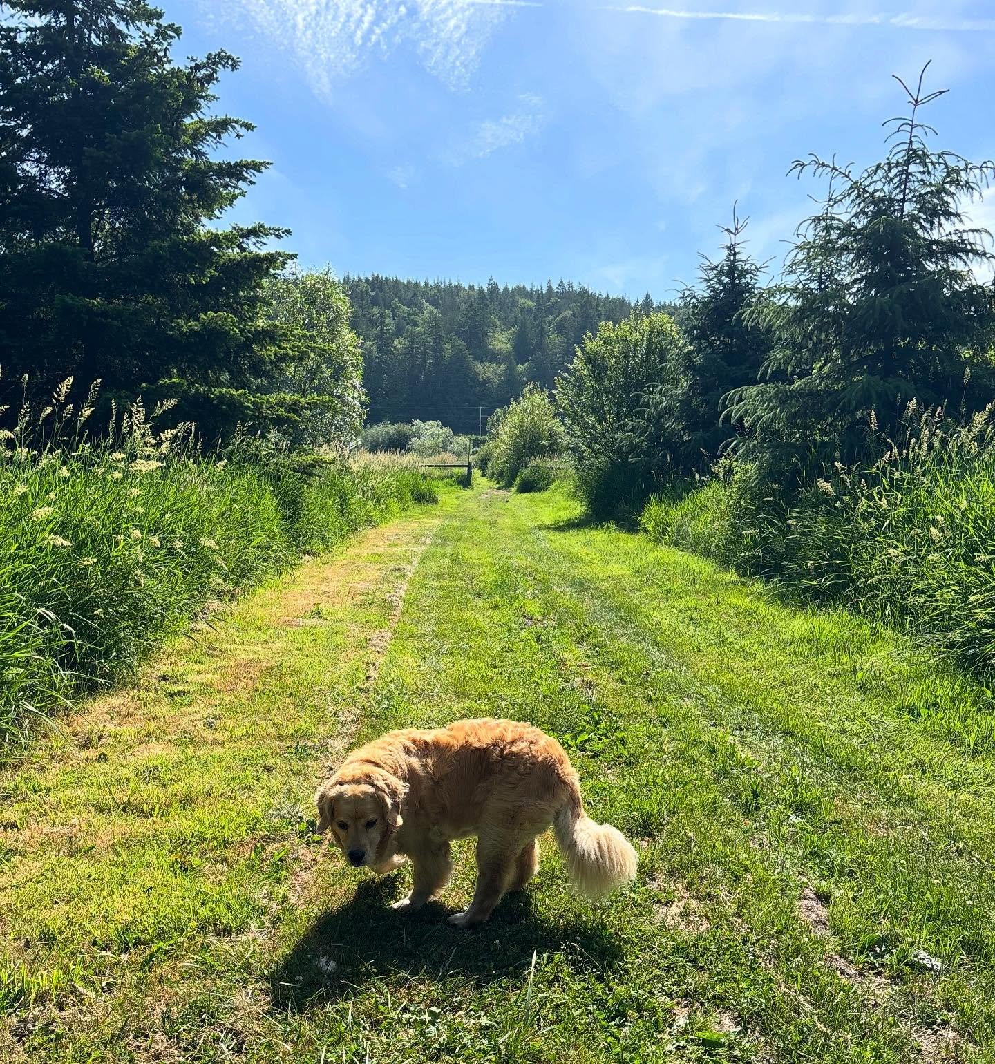 A moment of ad(og)oration for farm dog and Grainery ambassador Cece, who has been so (excessively?) warm and welcoming to our workshop guests and other farm visitors.