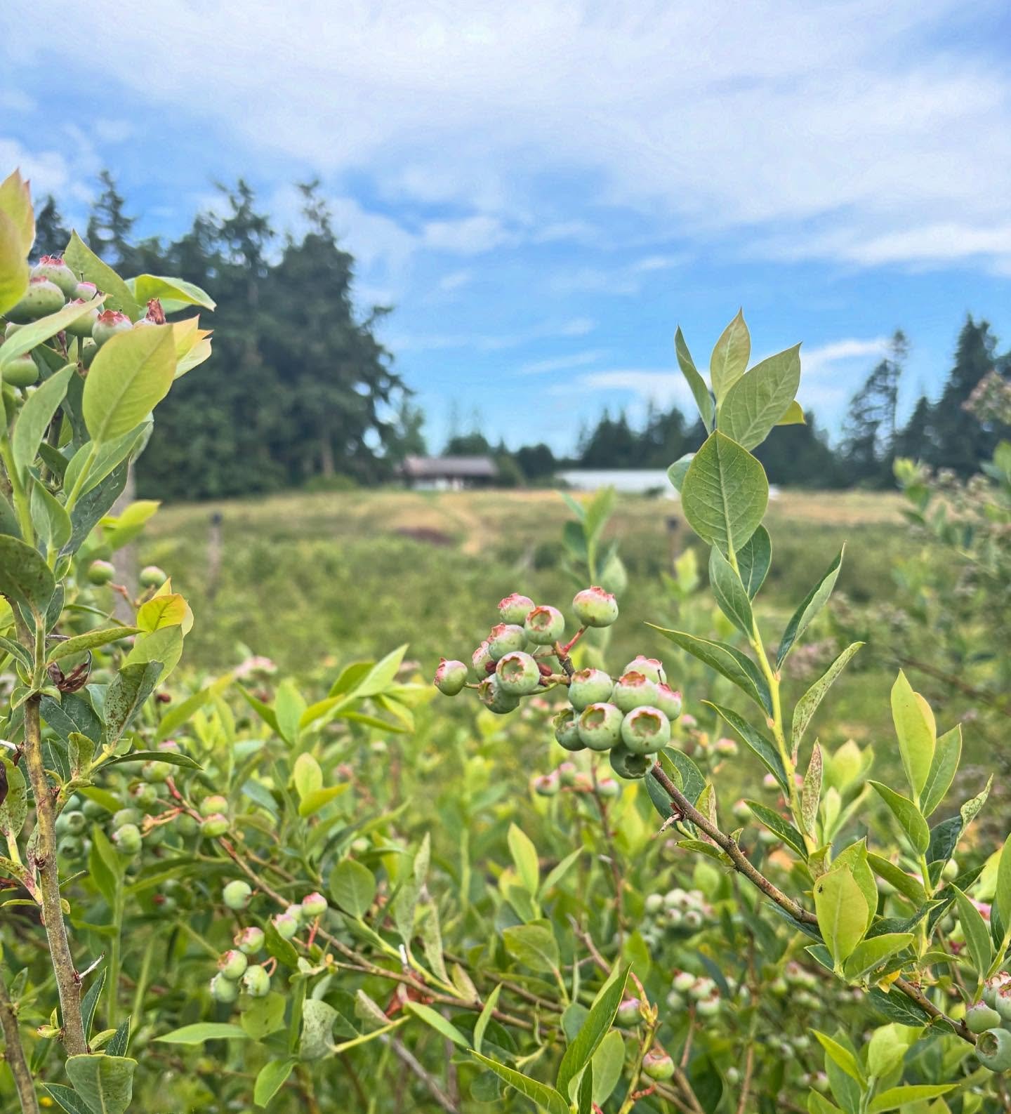 The bake house, viewed from the blueberry field in the valley bottom&hellip;

When people ask us how we came to farming, there&rsquo;s plenty we can say about Keith coming from generations of wheat farming folks in eastern Washington and back beyond 