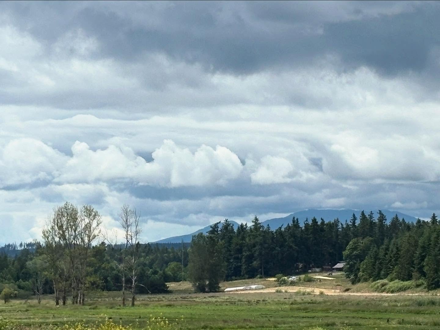 Chimacum valley looking good and filling my heartbody with soil/soul nourishment. 

View south from the Short&rsquo;s family farm towards Chimacum Valley Grainery and @stellarjfarmchimacum.