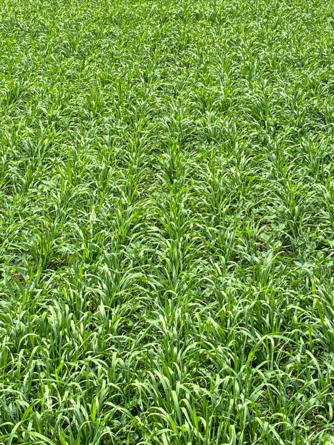 Lotta people have been asking us for Eileen flour&hellip; Here it is! Looking green and fluffy now and then it&rsquo;ll make those beautiful purple seeds come harvest time.