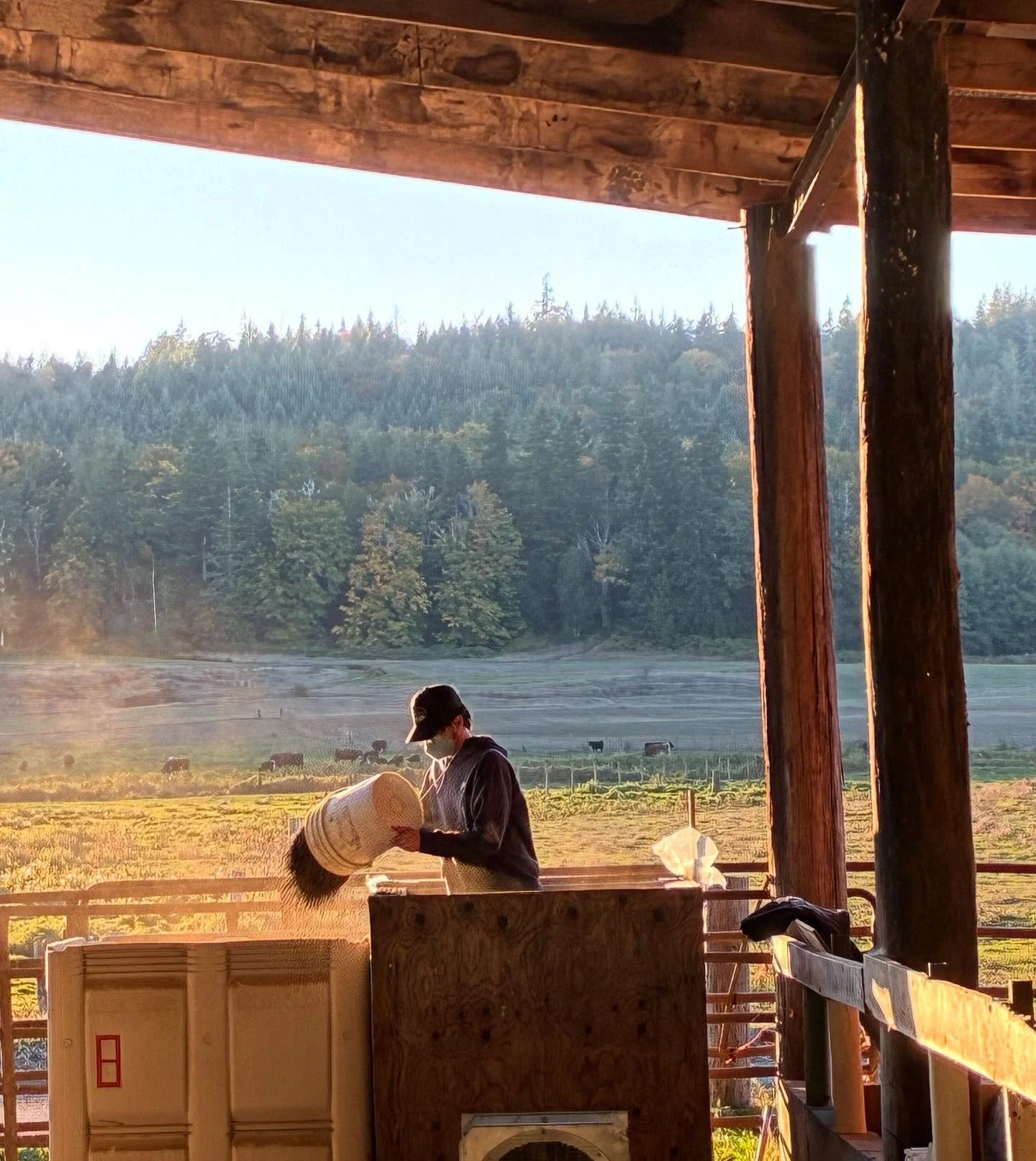 Buckets of buckwheat!