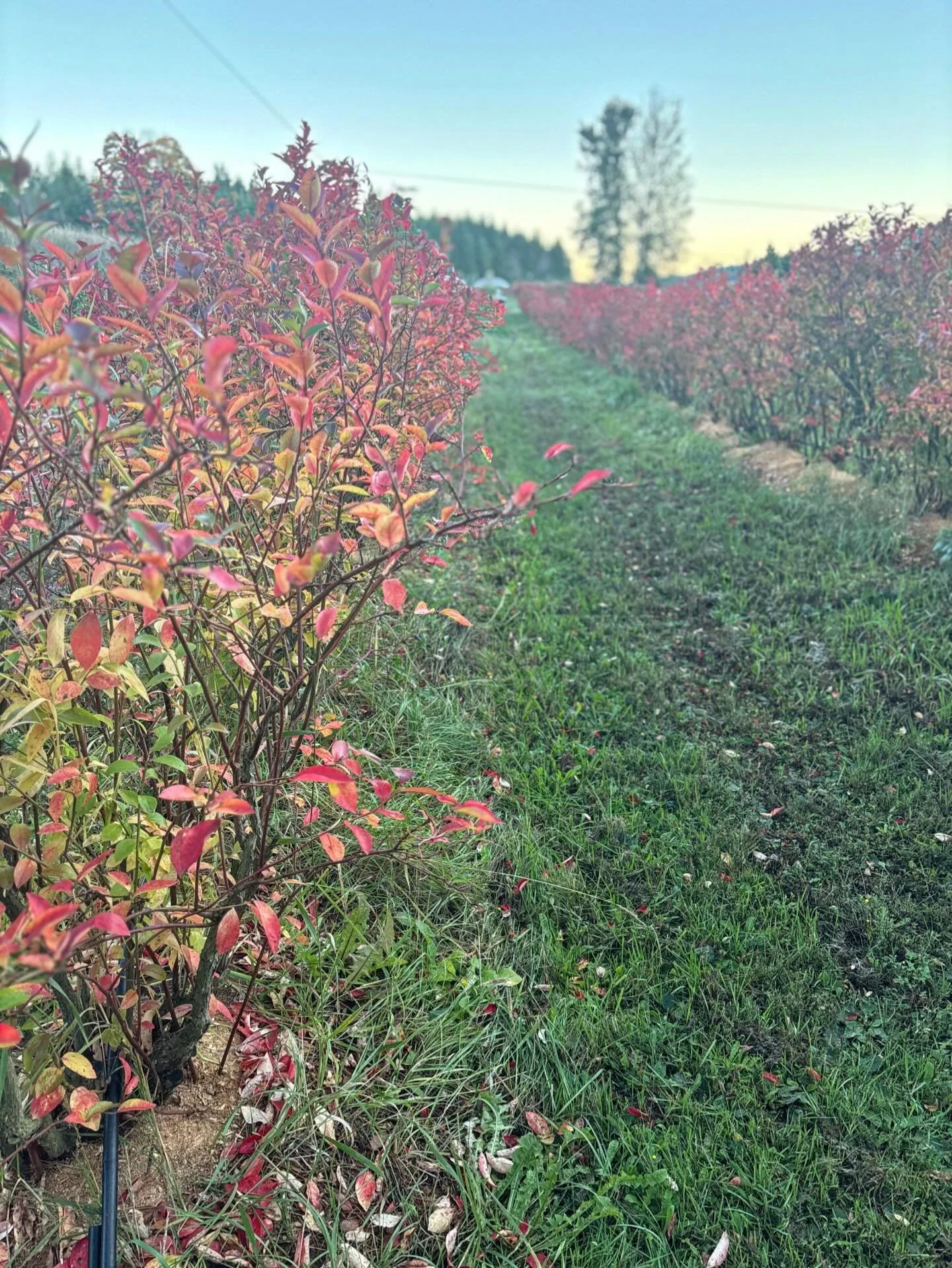 When the bloobs (blueberry bushes) turn crimson&hellip;
