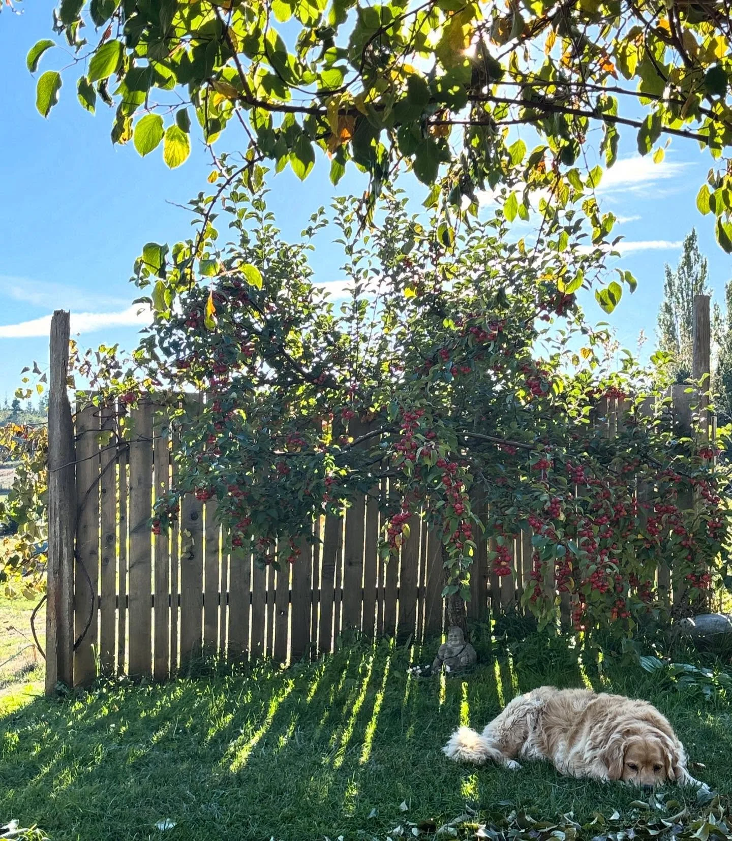 How dogs and farmers feel after harvest and as the season shifts&hellip;