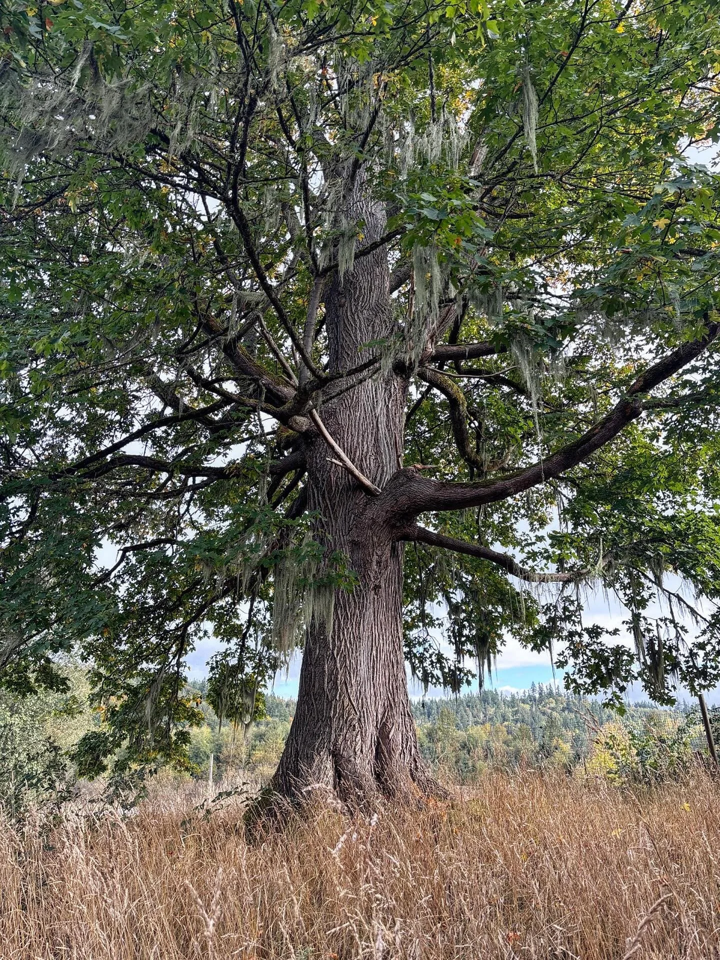 We&rsquo;ve lived on the land beside this big maple tree for 22 years now and although I&rsquo;ve always been smitten, this feels like the year I fell in love. Keith and I both found ourselves drawn over towards this tree many times throughout this l