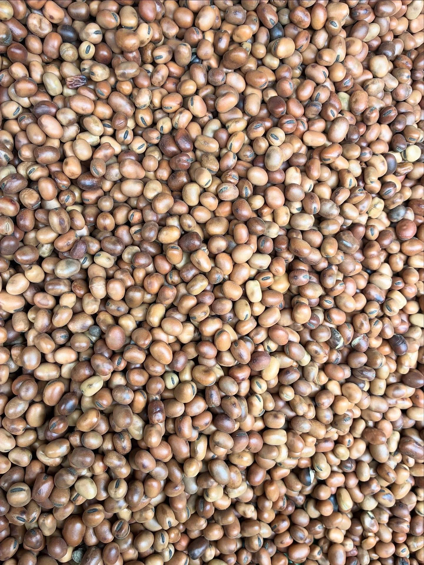 And that&rsquo;s a wrap on the 2025 field season! Keith just finished his last bit of fieldwork planting this cover crop of locally sourced organic fava beans grown by farmer friend Jay from the Dungeness Valley in Sequim. An opportunity to replenish