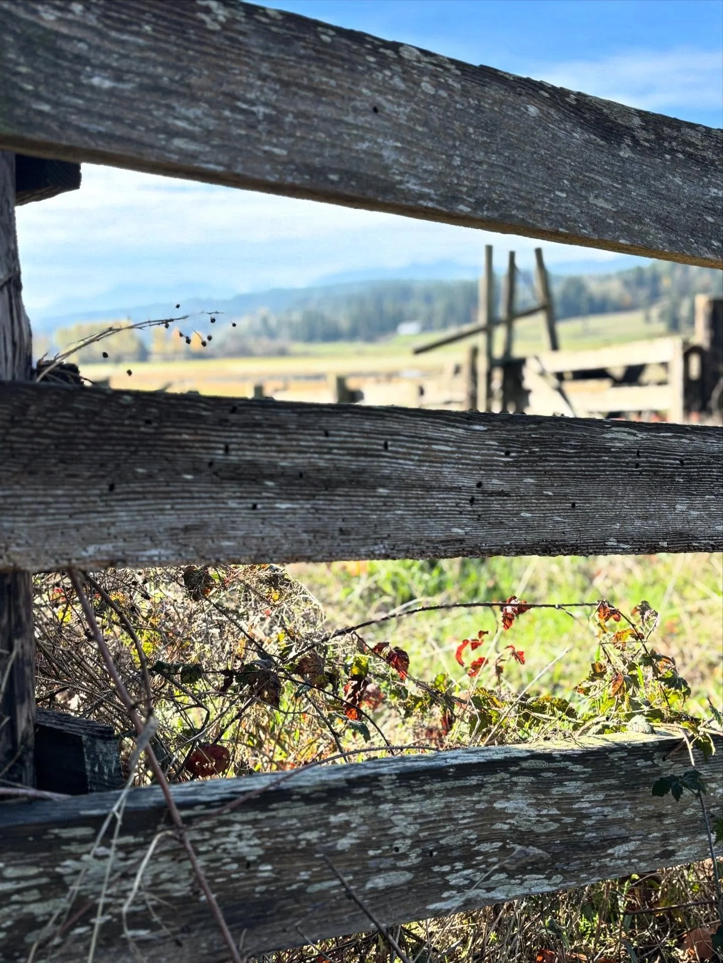 When Keith says hey, can you drop me off here and then follow me on the tractor down the road so I can move something from here to there&hellip; And I turn to gaze at the old fence line and see what a beautiful frame it makes for this time of the yea