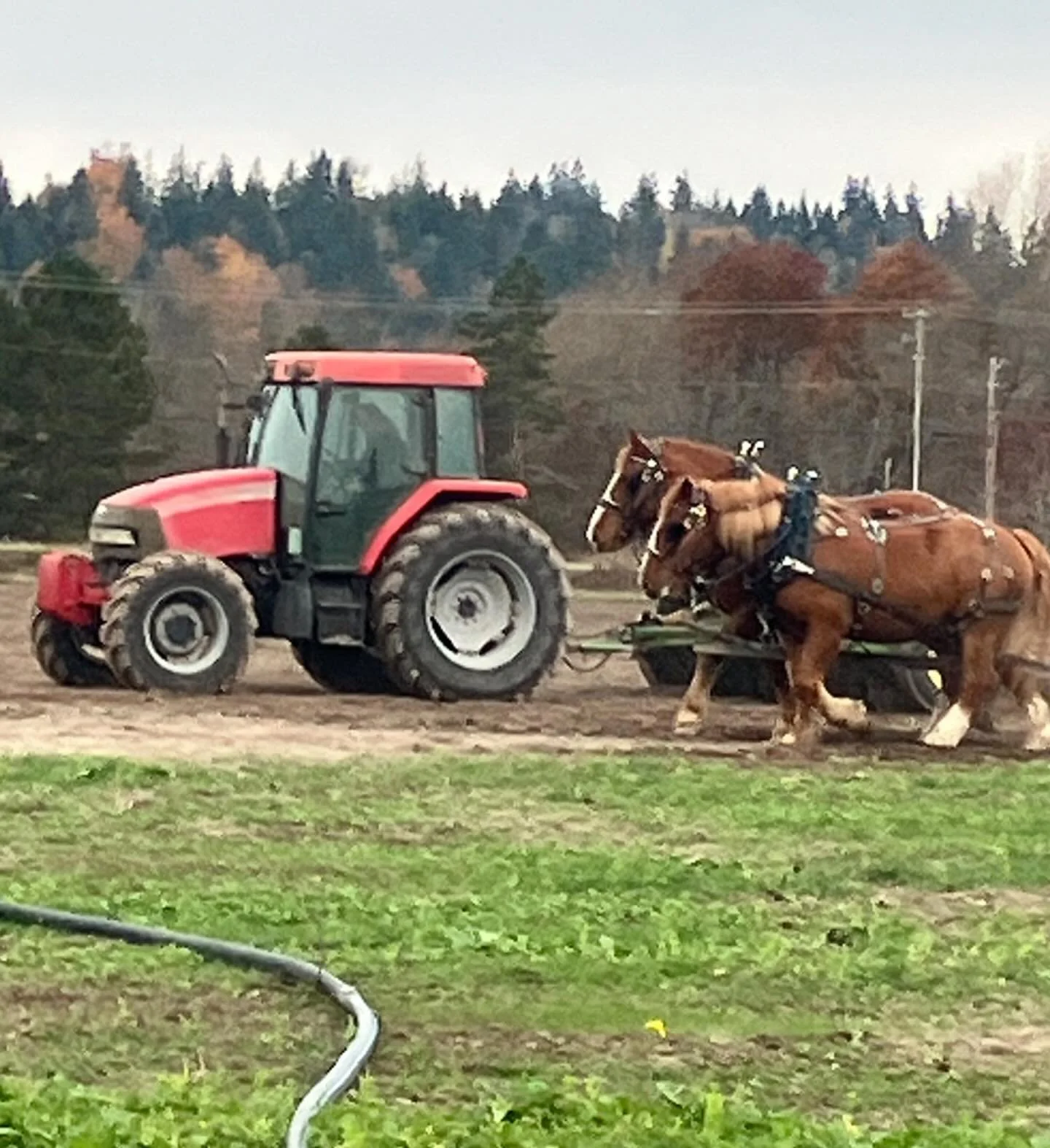 A coincidental convergence of agricultural endeavors&hellip; Chimacum Valley Grainery meets Chimacum Workhorse Project. An impromptu race while both were getting cover crop in the ground. 

And while Keith may have won in the short term, Dave and the