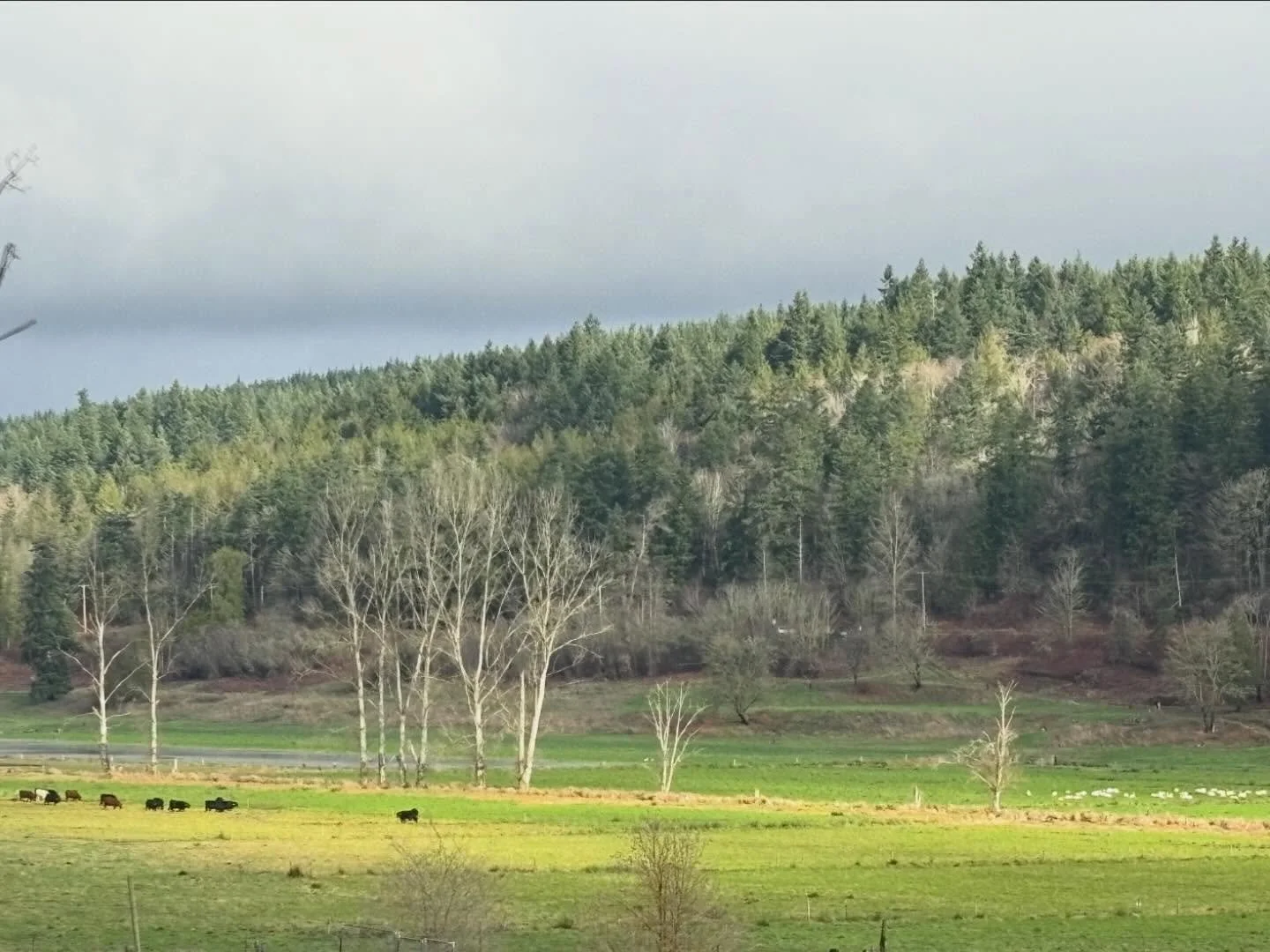 Cows on the left and swans on the right&hellip; A valley convergence of the agricultural and the ecological. There&rsquo;s a yin yang aspect to this vista that provokes pondering about what kind of balance might be possible here.