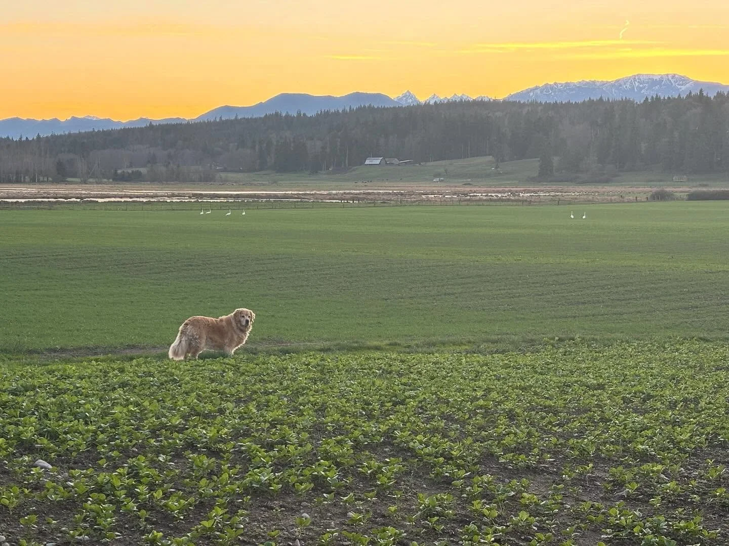 Sunset pics of farm, farm dog, farmer&hellip;mountains, soil, swans, sky. How all these things are related!
