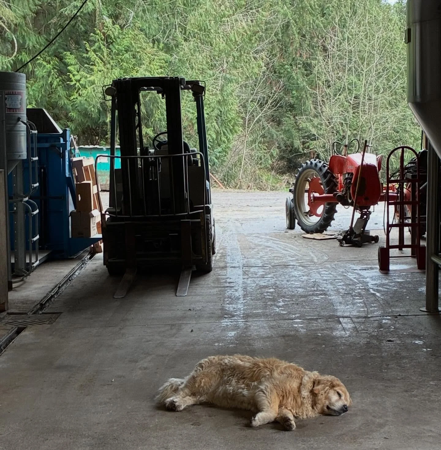 still life with tractor, forklift and farm dog&hellip;