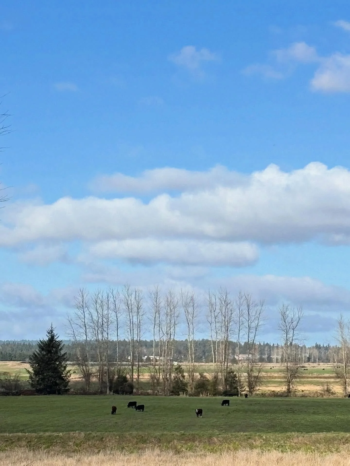 A glimpse of how neighborly relations result in regenerative farming practices&hellip; Both Chimacum Valley Grainery and One Straw Ranch lease land at the Short&rsquo;s Farm. Keith and Martin worked out a mutually beneficial rotation whereby Martin&r