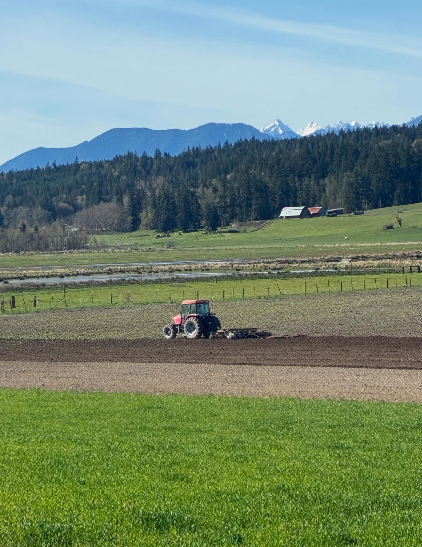 Chimacum field work, prepping for an organic beet seed crop. Winter rye crop is growing and the next three weeks will be full of grain planting&hellip; grateful for the good farming weather and not taking the beauty for granted!