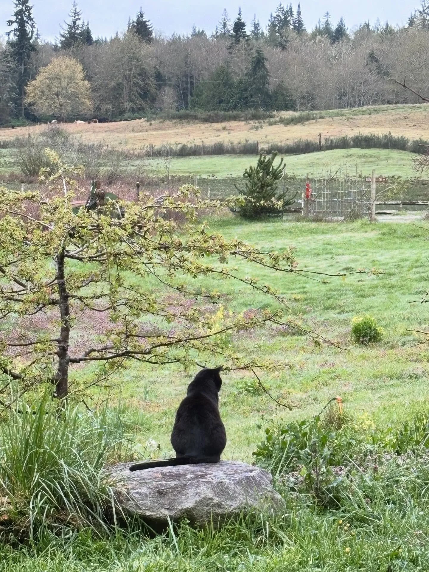 The dog gets a lot of positive reinforcement around here, but another member of the farm family is Buddy the black cat. Here he is keeping an eye on the meadow out front &mdash; and it does feel comforting to know he&rsquo;s on guard.