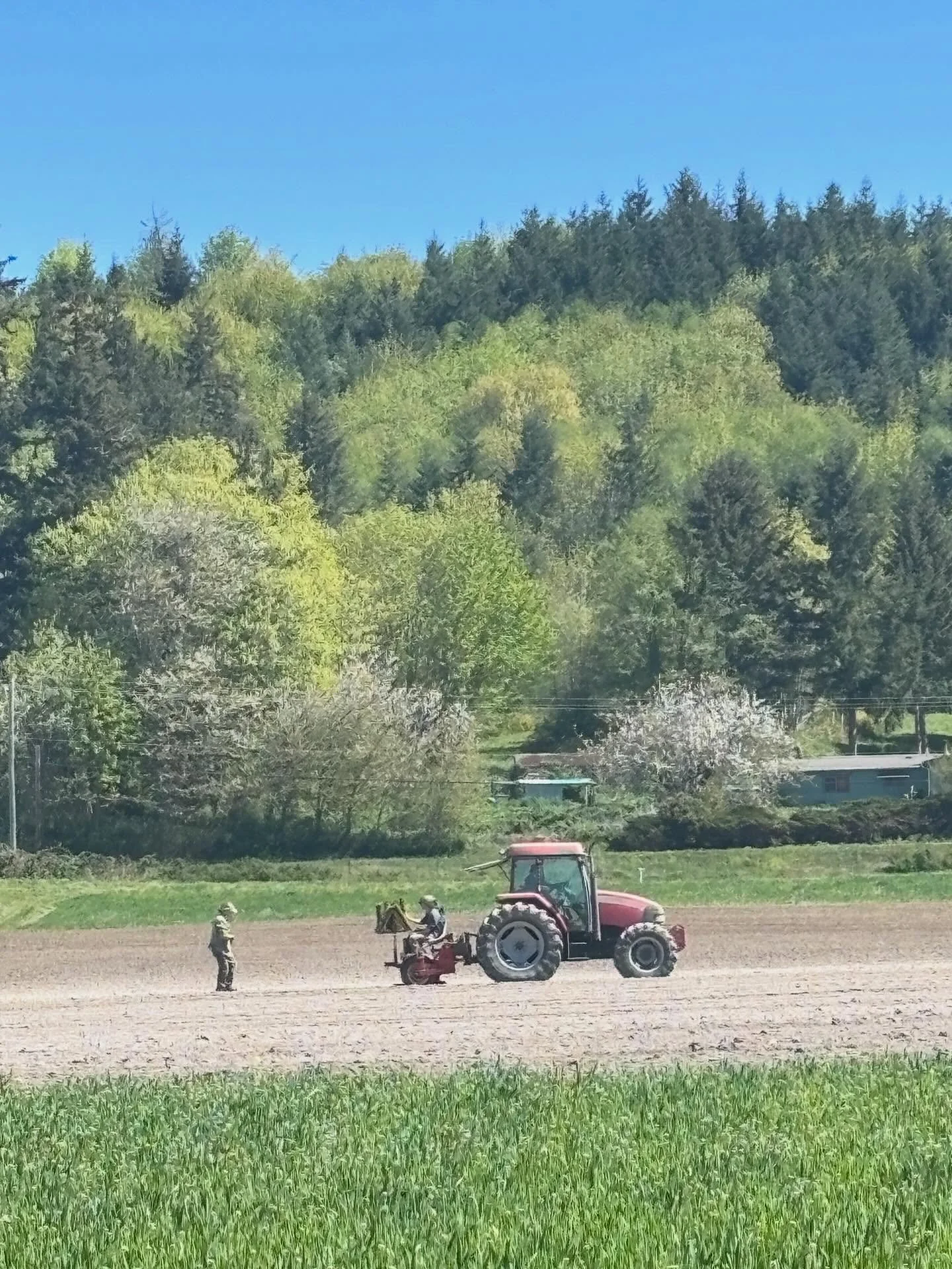 Putting in an organic seed crop, thanks to intrepid farm crews and beautiful planting weather&hellip;