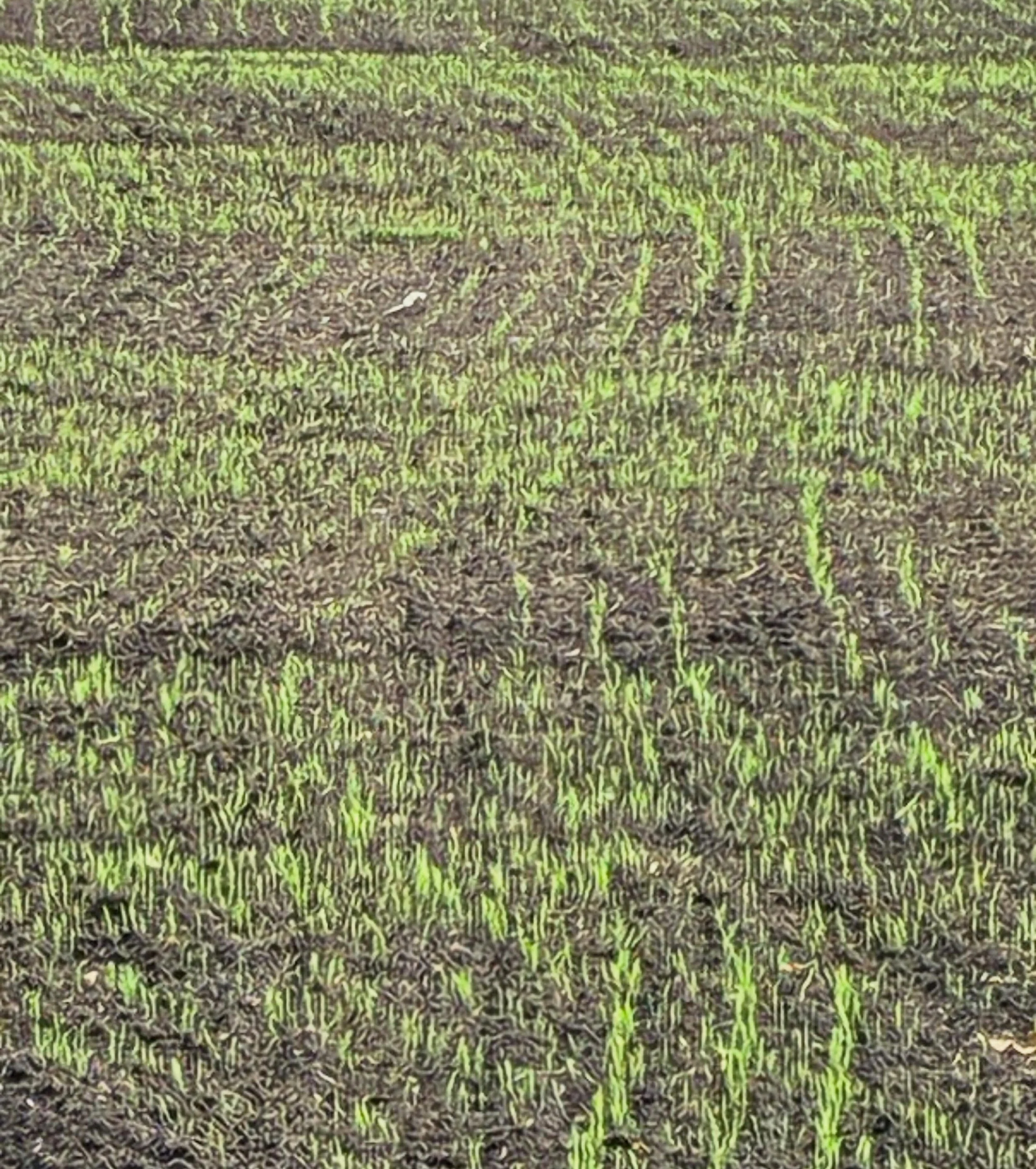 Baby organic barley plants coming up in the fields&hellip; your future beer arising🌿🍺🌾