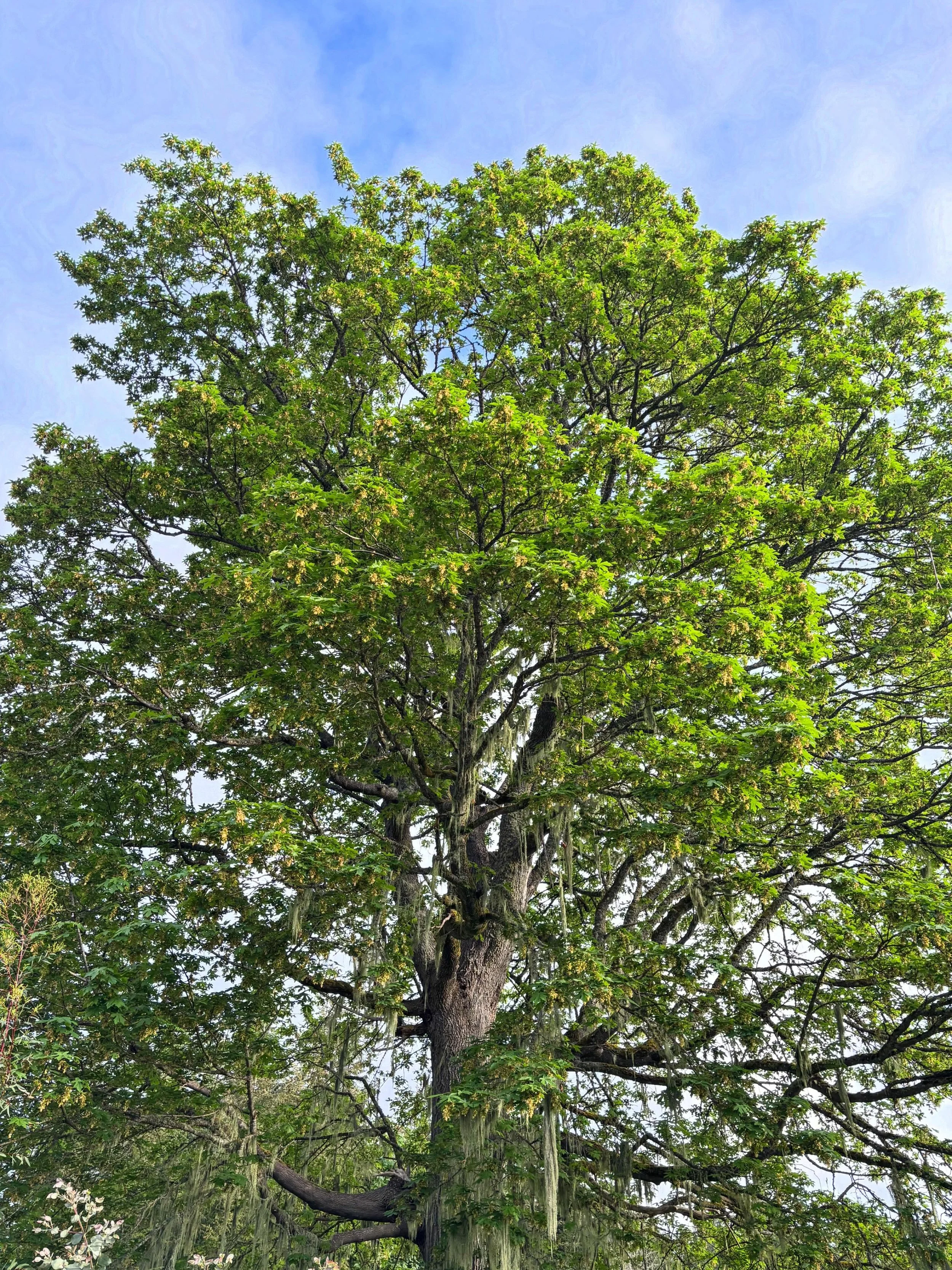 A moment to honor big mother Maple in Spring, full of flowers that cascade in golden clusters. It&rsquo;s a green-gold waterfall of growth. These flowers will be busily bee-fully pollination, and after that, the full cycle of leafing and then later t