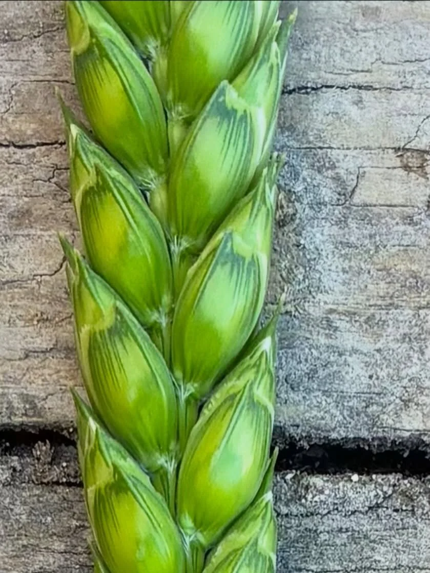 Elwha River Spelt