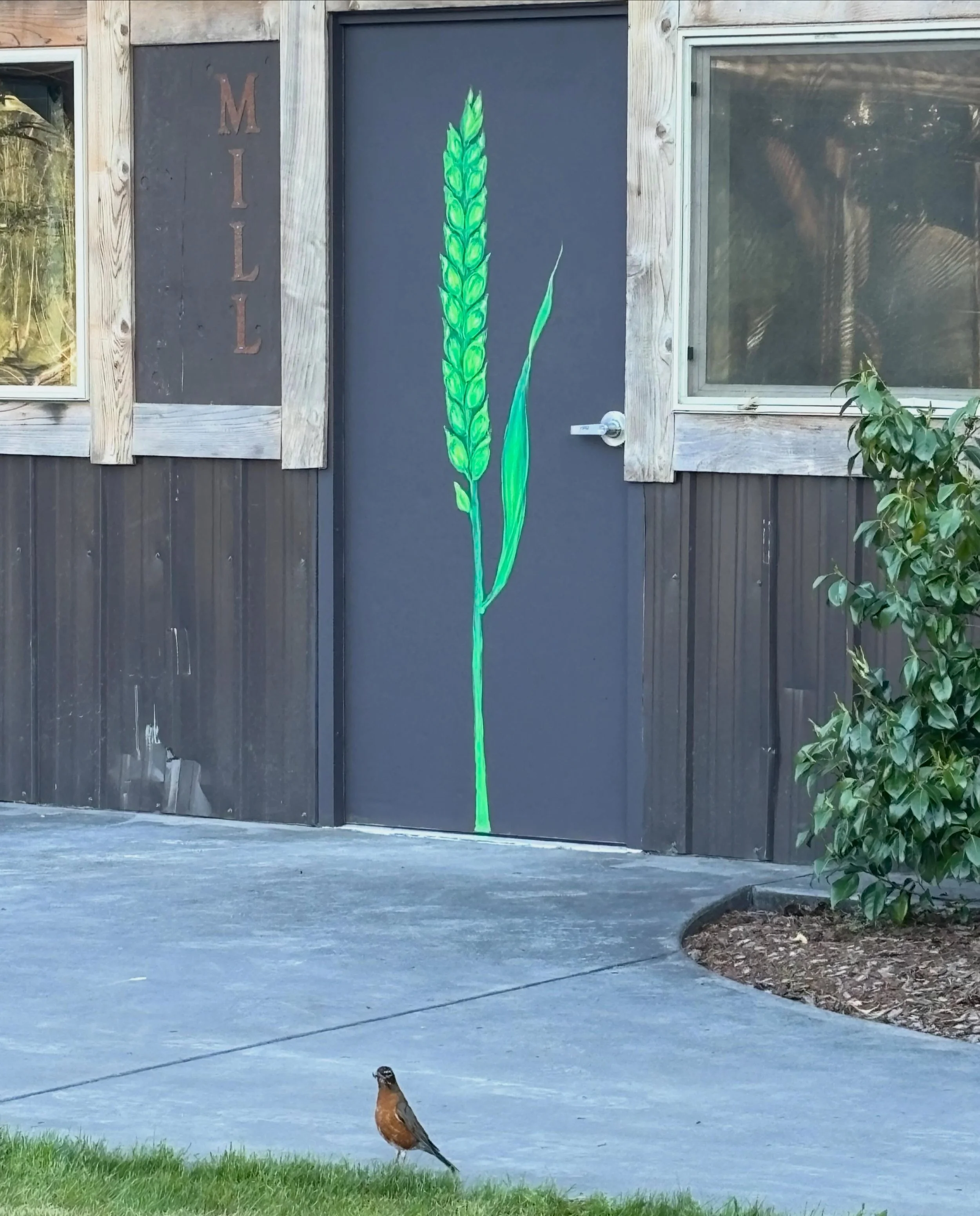 The paintbrush keeps finding its way into my hand and I or it felt compelled to paint this spelt stalk today on the mill room door&hellip; seems like the psychedelic green might be an exaggeration, but check out the photo in the next frame! Working o