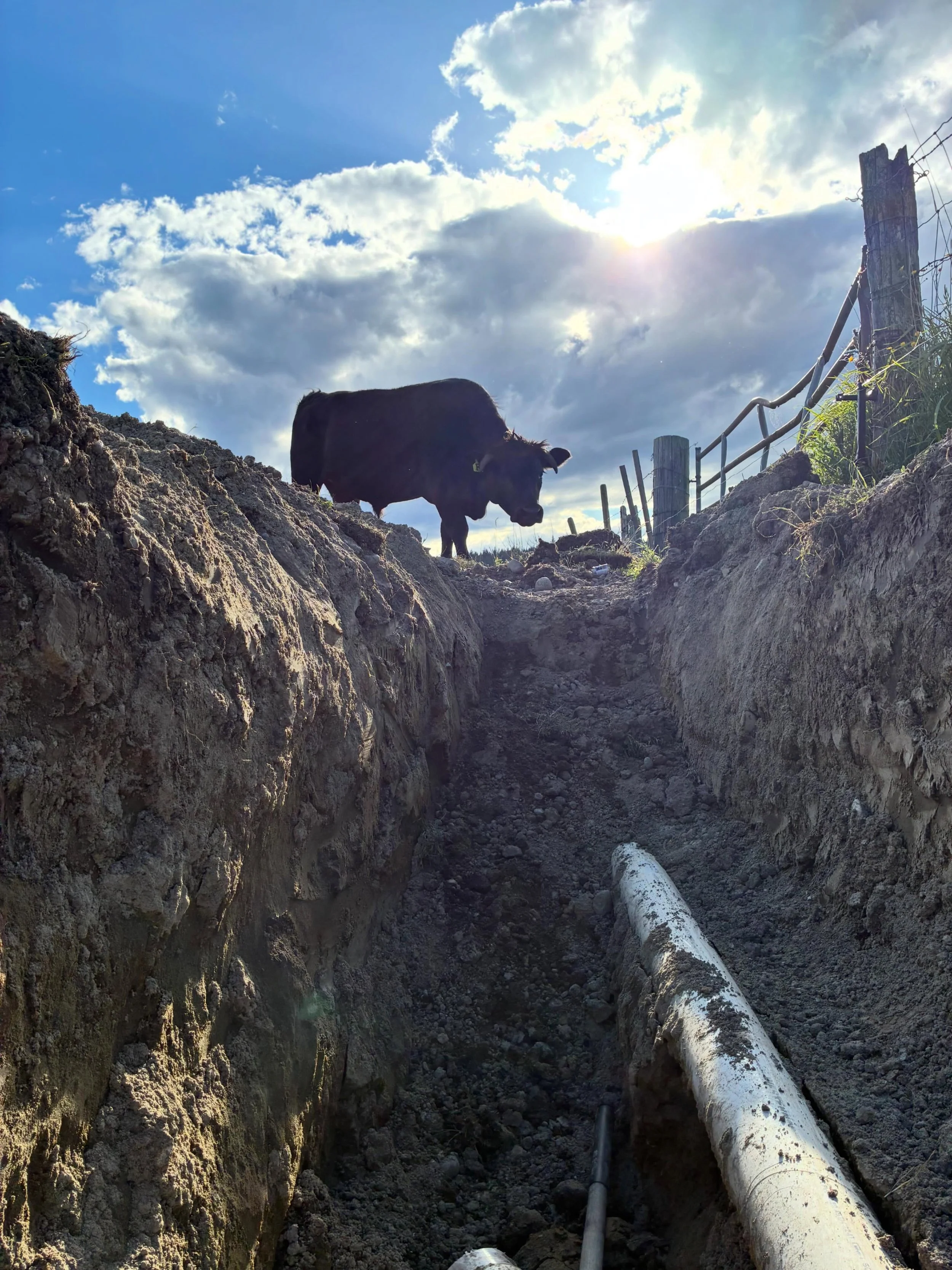 Good company during deep ditch irrigation pipe repair&hellip;🐄
