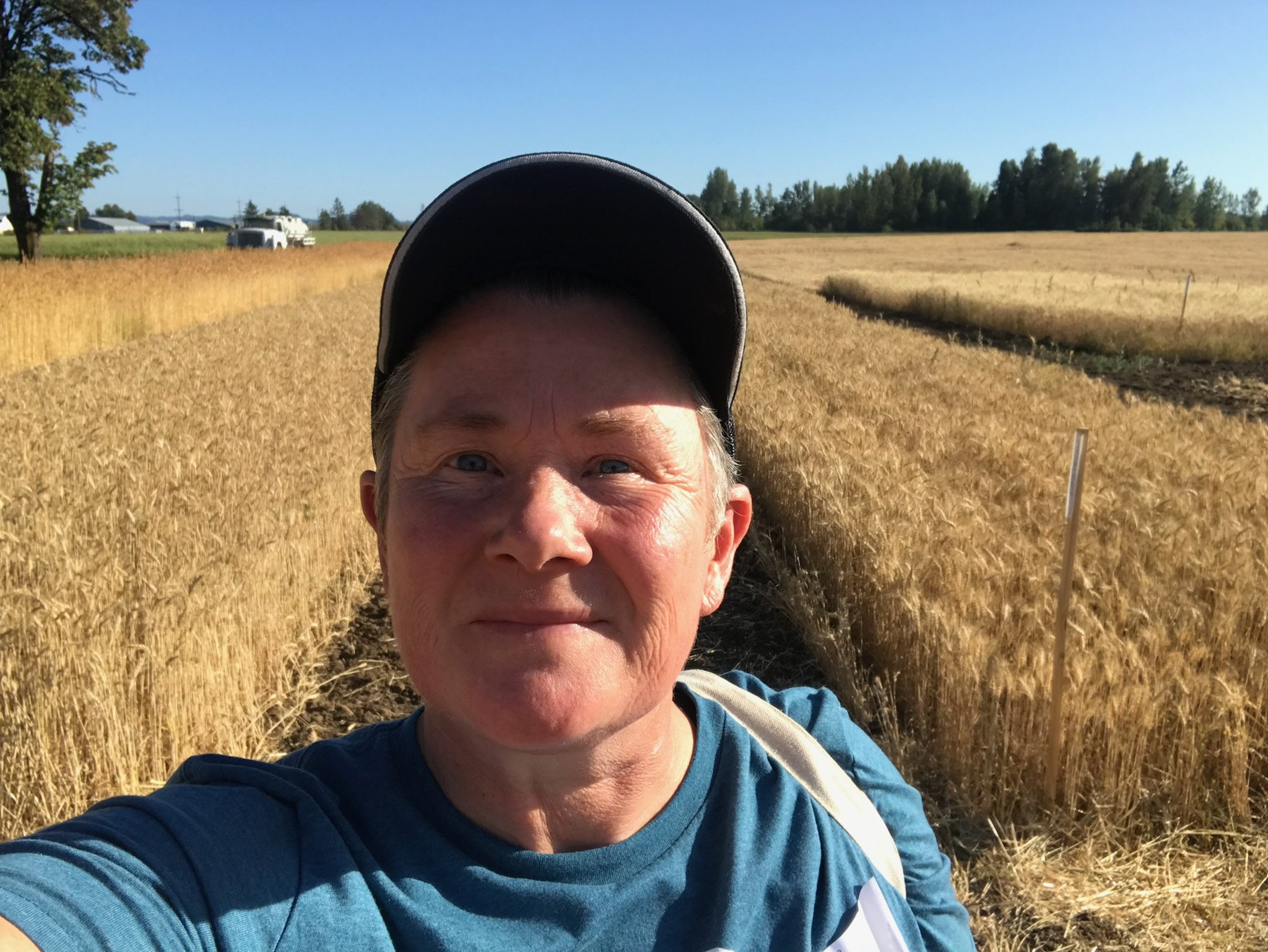 MelD in wheat field Camas 2022.jpg