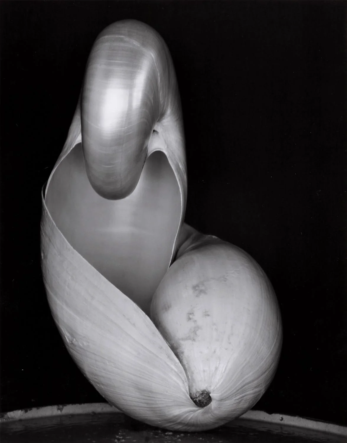 edward-weston_two-shells.jpeg