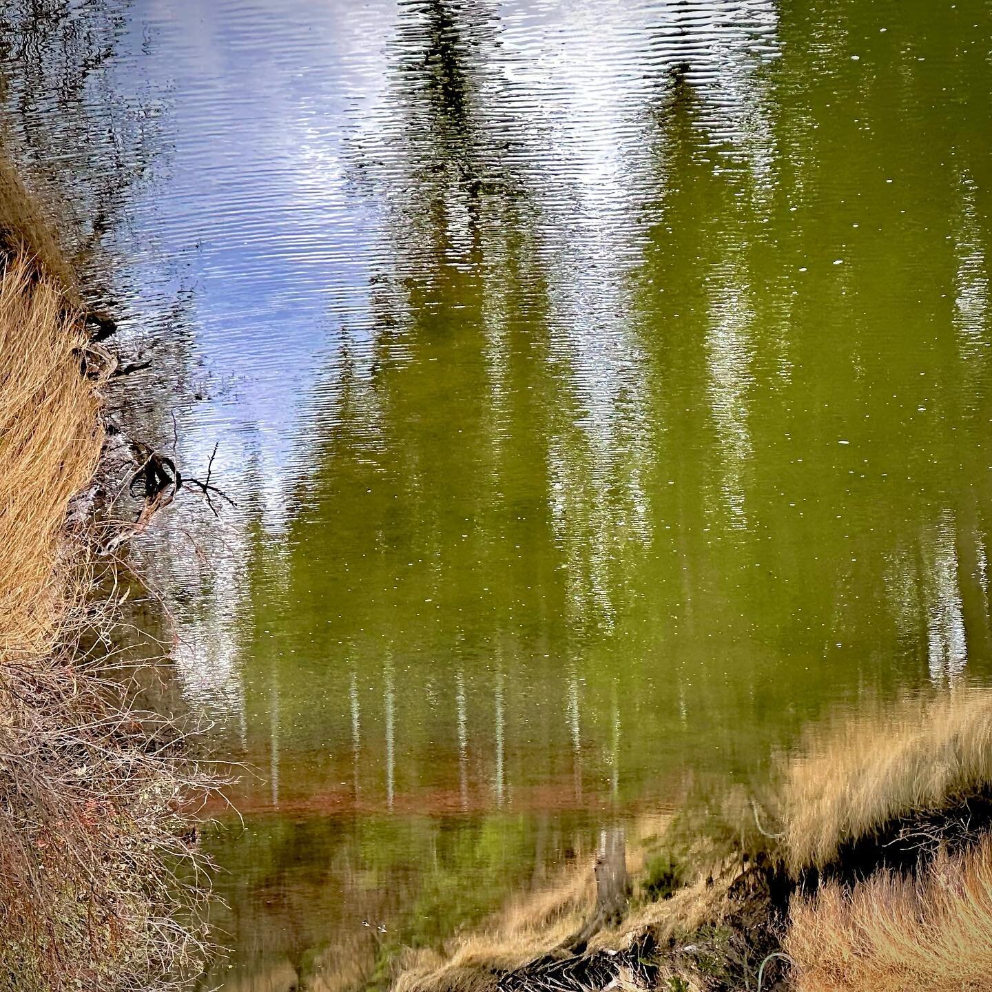 Reflection at Barocco forest.