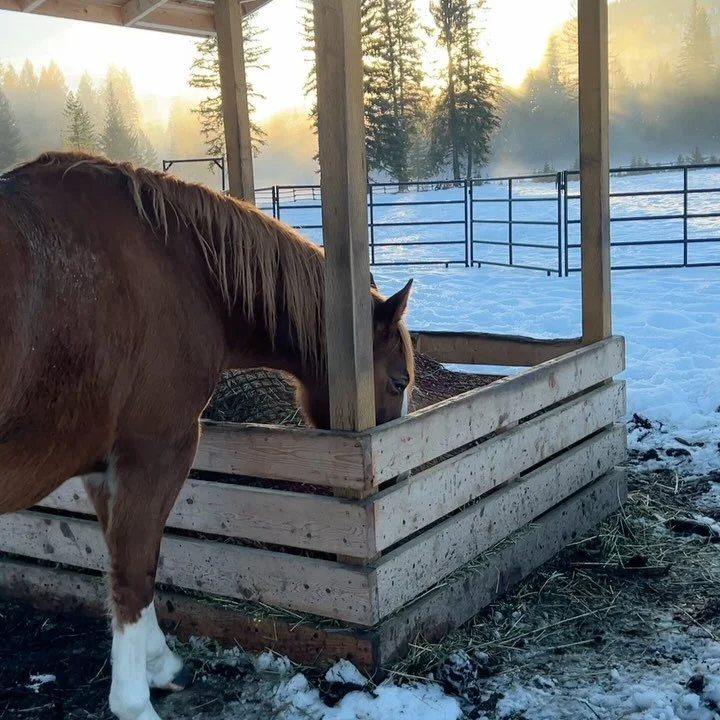 If your horses are easy keepers like mine who love to eat. 🤪 I highly recommend using hay nets. I had the privilege of working with the awesome team @haypal.ca who designed the perfect set up for my custom feeder. They built an adjustable frame that