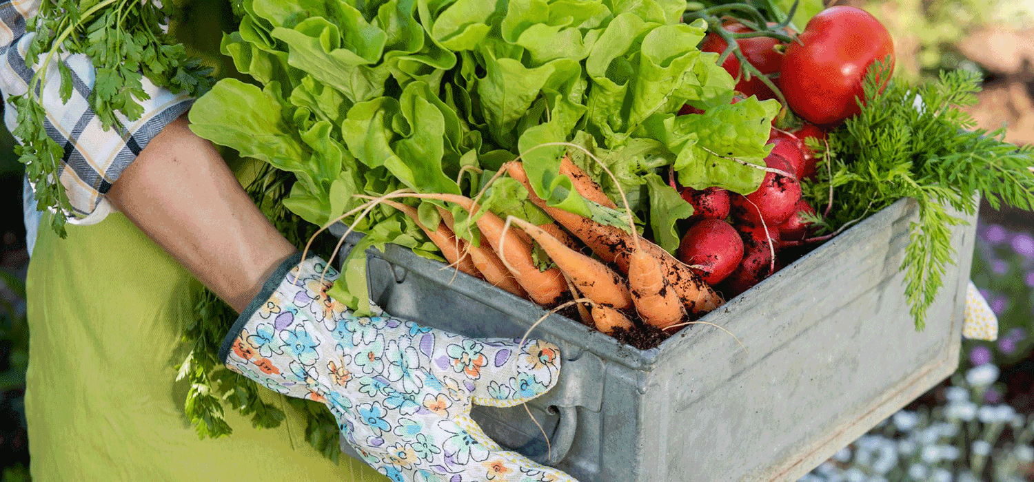 sca-fresh-veggies.png