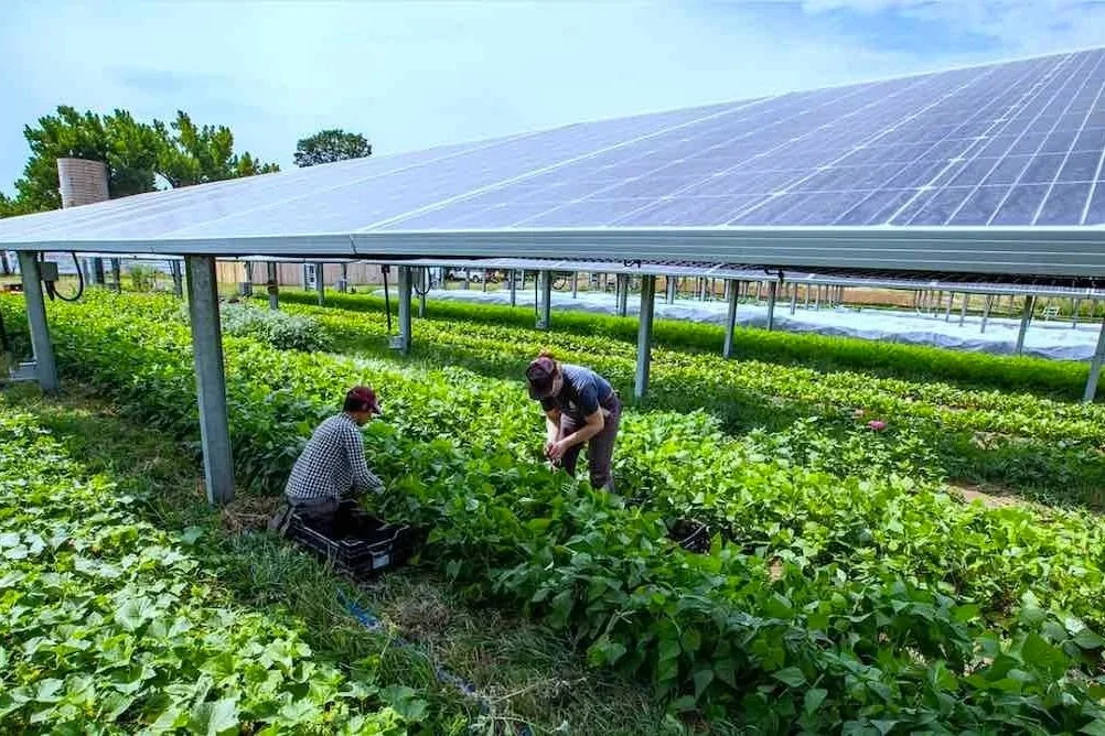 Testing Agrivoltaics in the Ag Reserve