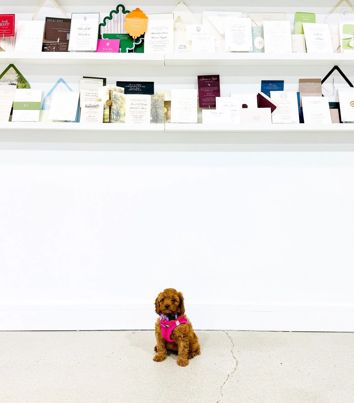 Welcome to the team, Willow 💌
⠀
#paperandposte #stationery #newpuppy #studiodog #dogfriendly #cavapoo #cutestthingever