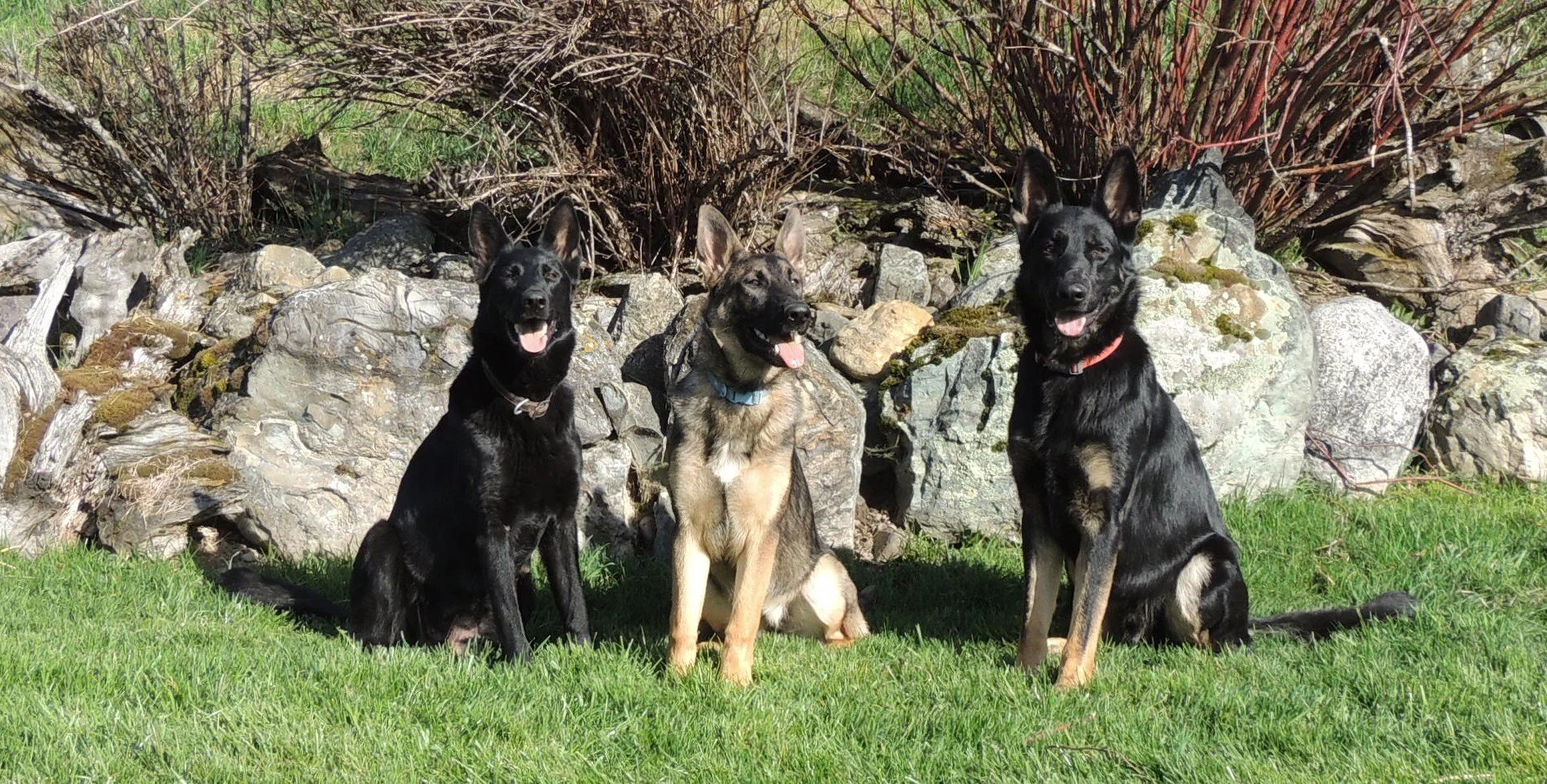 Offspring of Vlad, Donner & Xurk.   We hope you all enjoyed Easter with your dogs as much as we did!