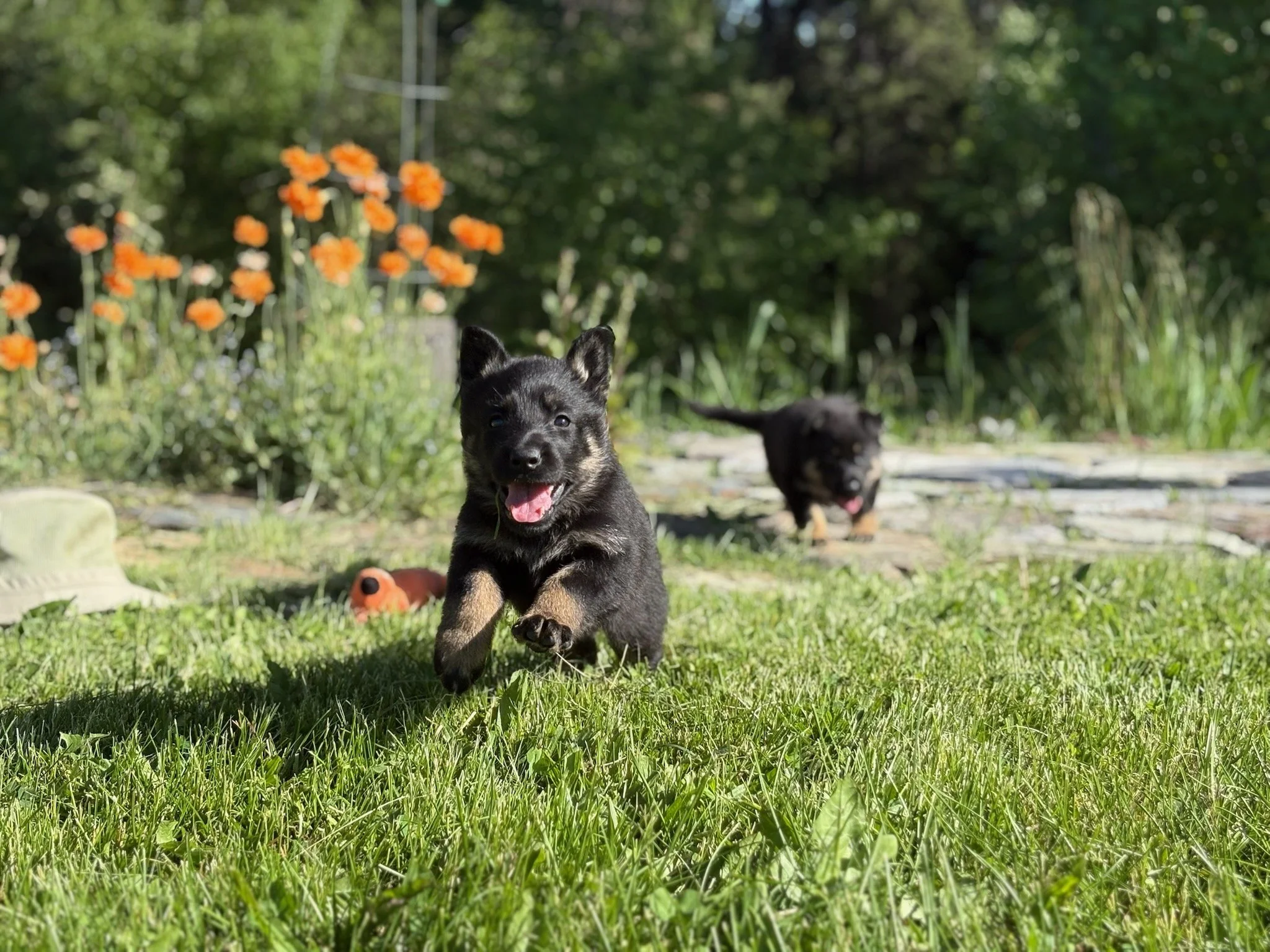  A lovely female pup belonging to a very vibrant litter from Jack & Ulka! 