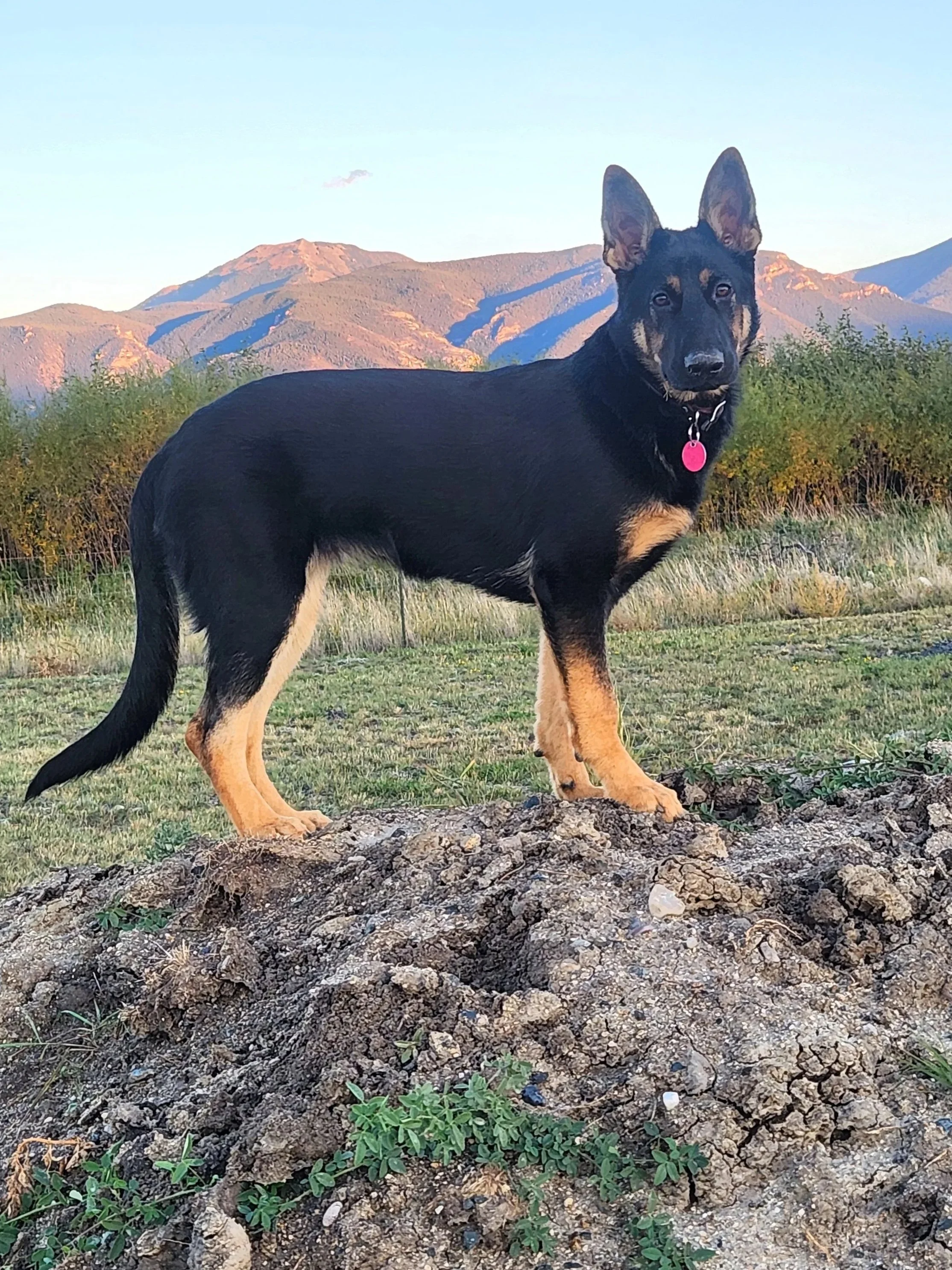 (Roxy update) Ramona, I thought you would enjoy seeing this picture of my girl. She is so beautiful. Thank you for gracing us with this smart and wonderful girl. Rhonda