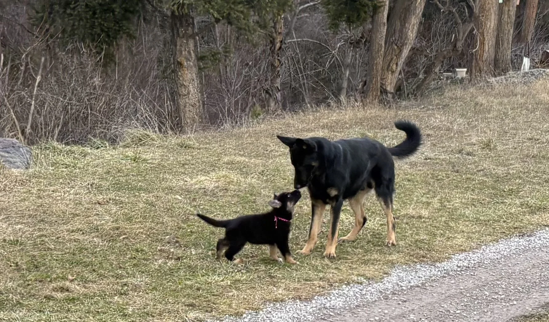 Jack, a young male with very solid character saying hello, he is very safe around little pups.