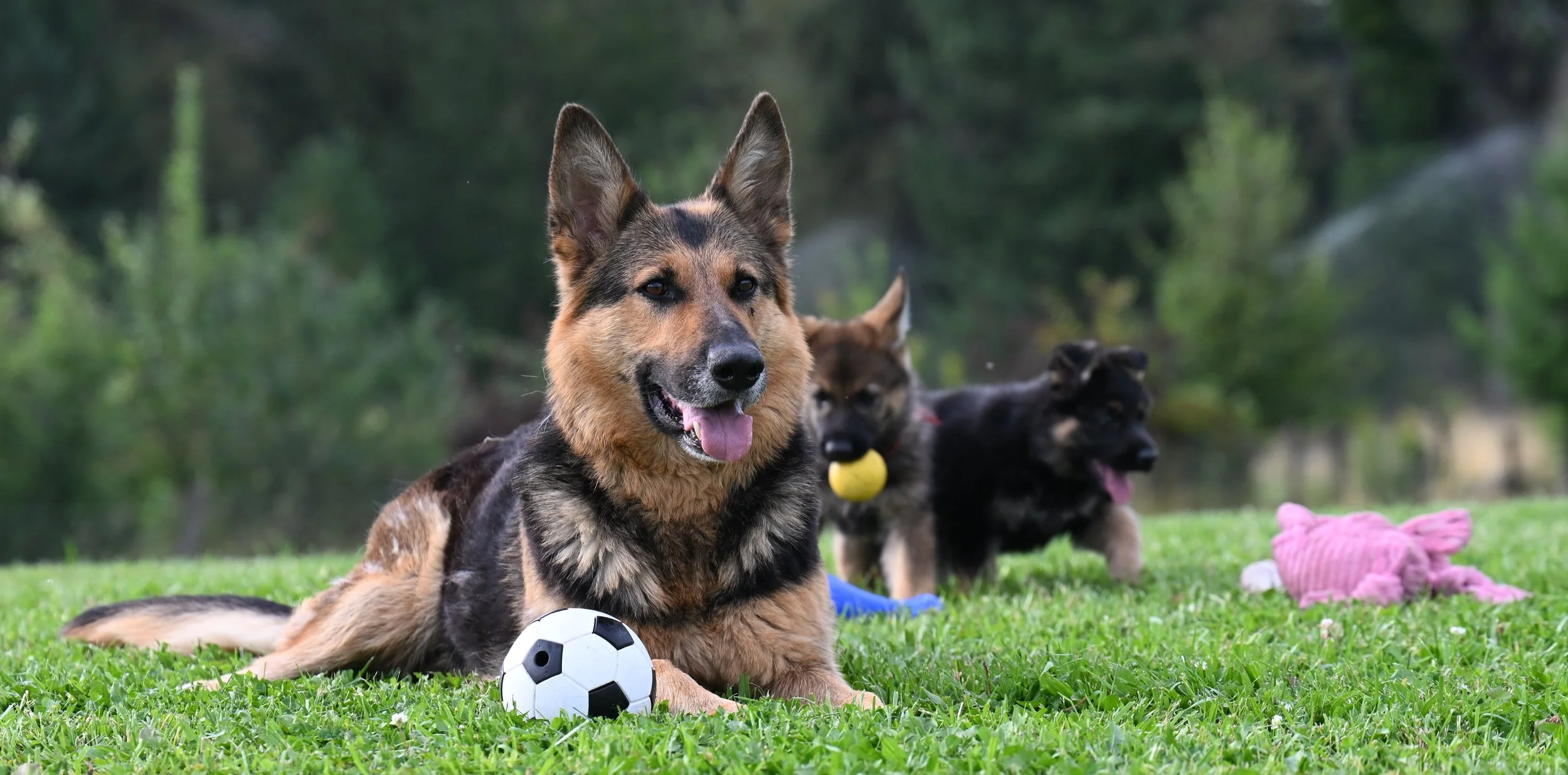 Penny and pups.