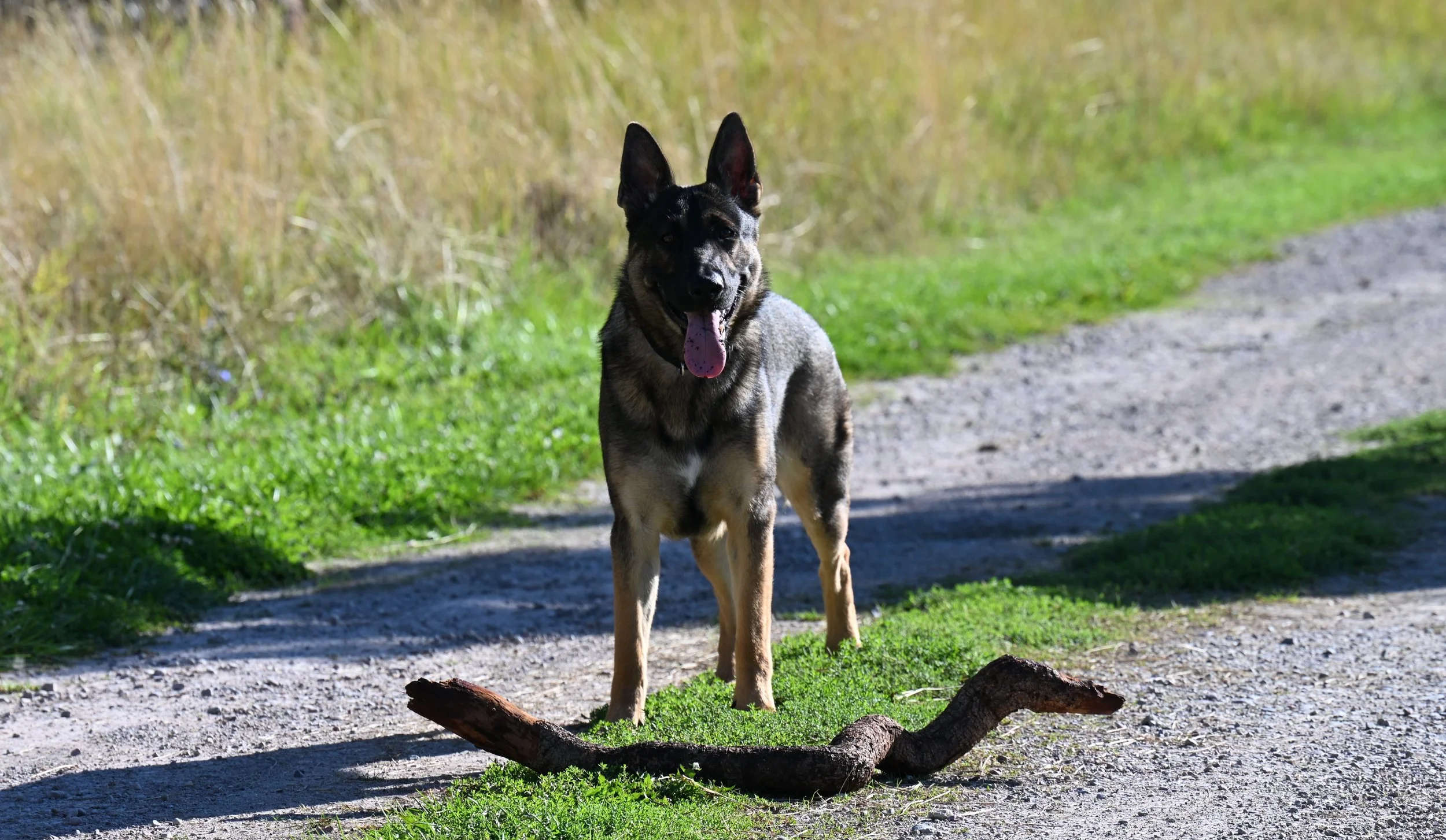 Happy 1st birthday to Monet.  Daughter of renown Seattle Police Service Dog Donner and IGP1 titled Dalai of Sapphire Mountain.
