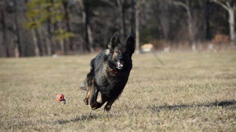 Micha of Sapphire Mountain;
RN, Certified Support Dog, NW1-noted “pronounced” very few dogs get this award!