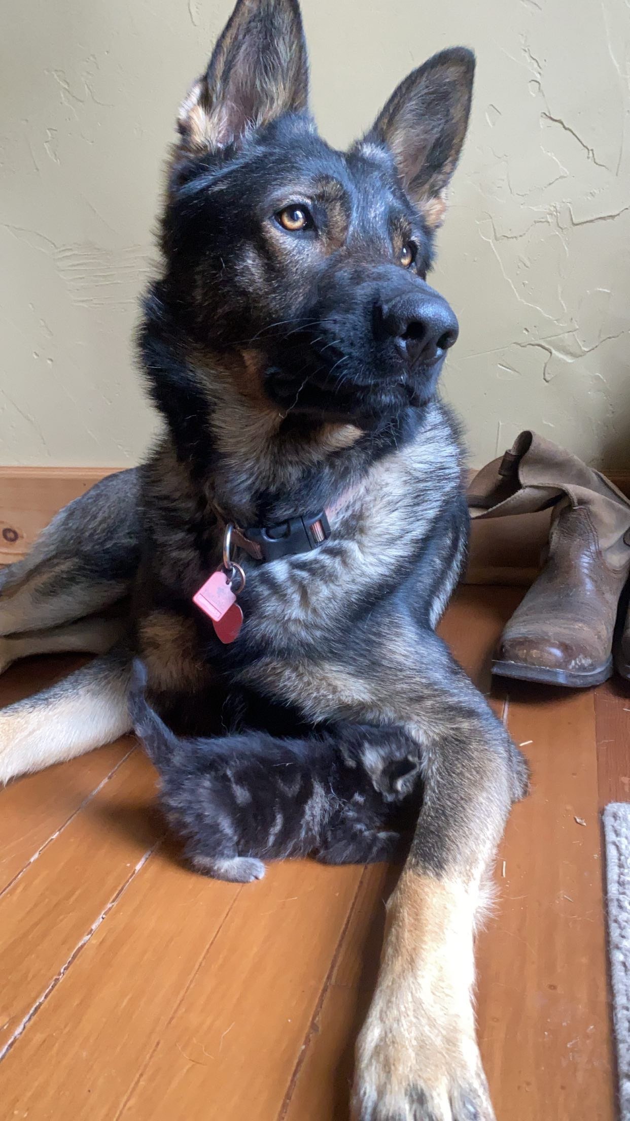 Photo of young dog Pax of Sapphire Mountain, beloved family dog with one of his little friends. Hi Ramona, Pax is doing great. He has one of the best temperaments I've seen in a dog. Non aggressive, very kind and so much fun. Good with kids, puppies,