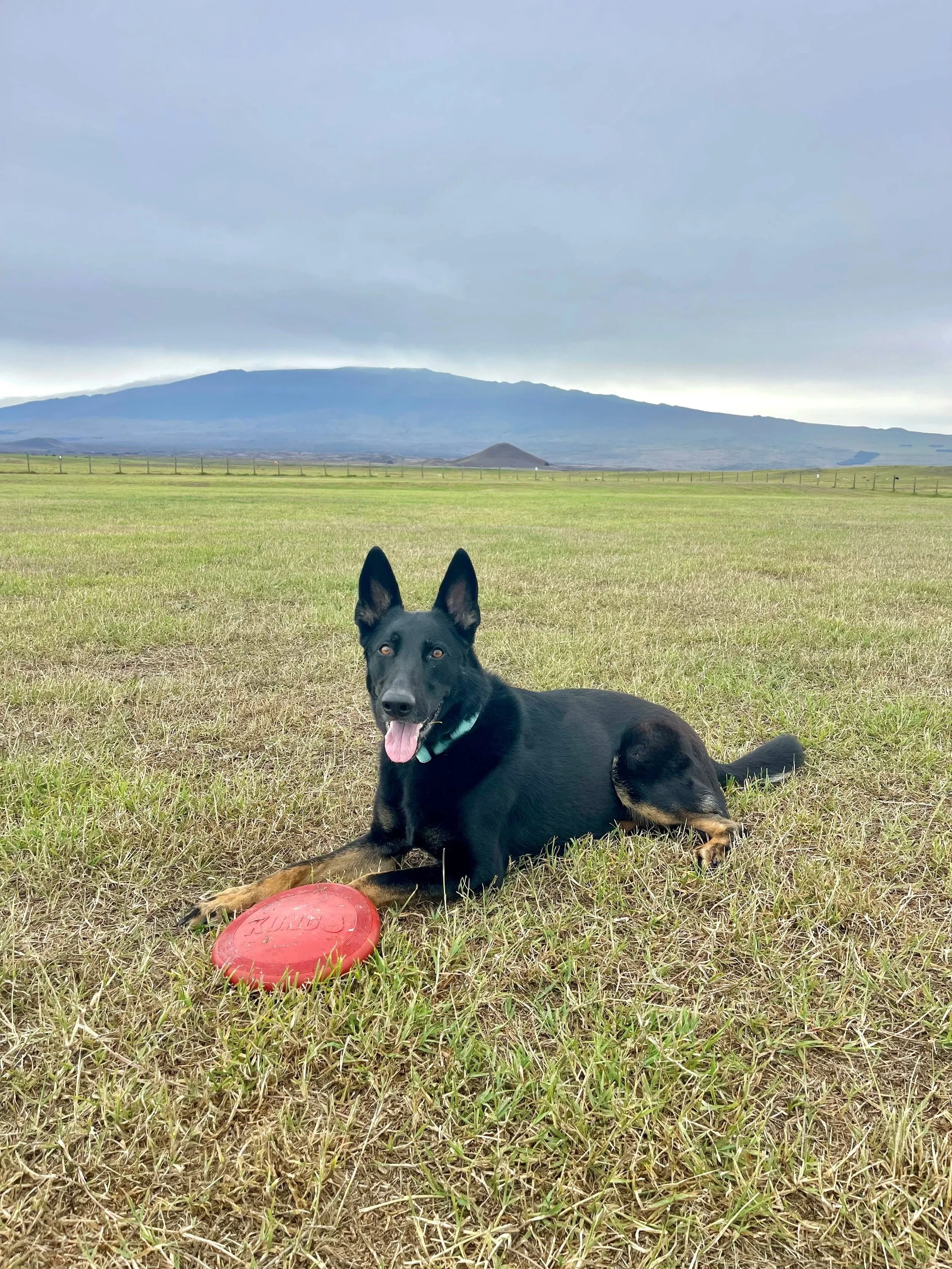 What a treat for us on a winter day in MT to see a beautiful descendant of Xurk & Vlad living a great life on the Big Island! Thank you Mike for the photo